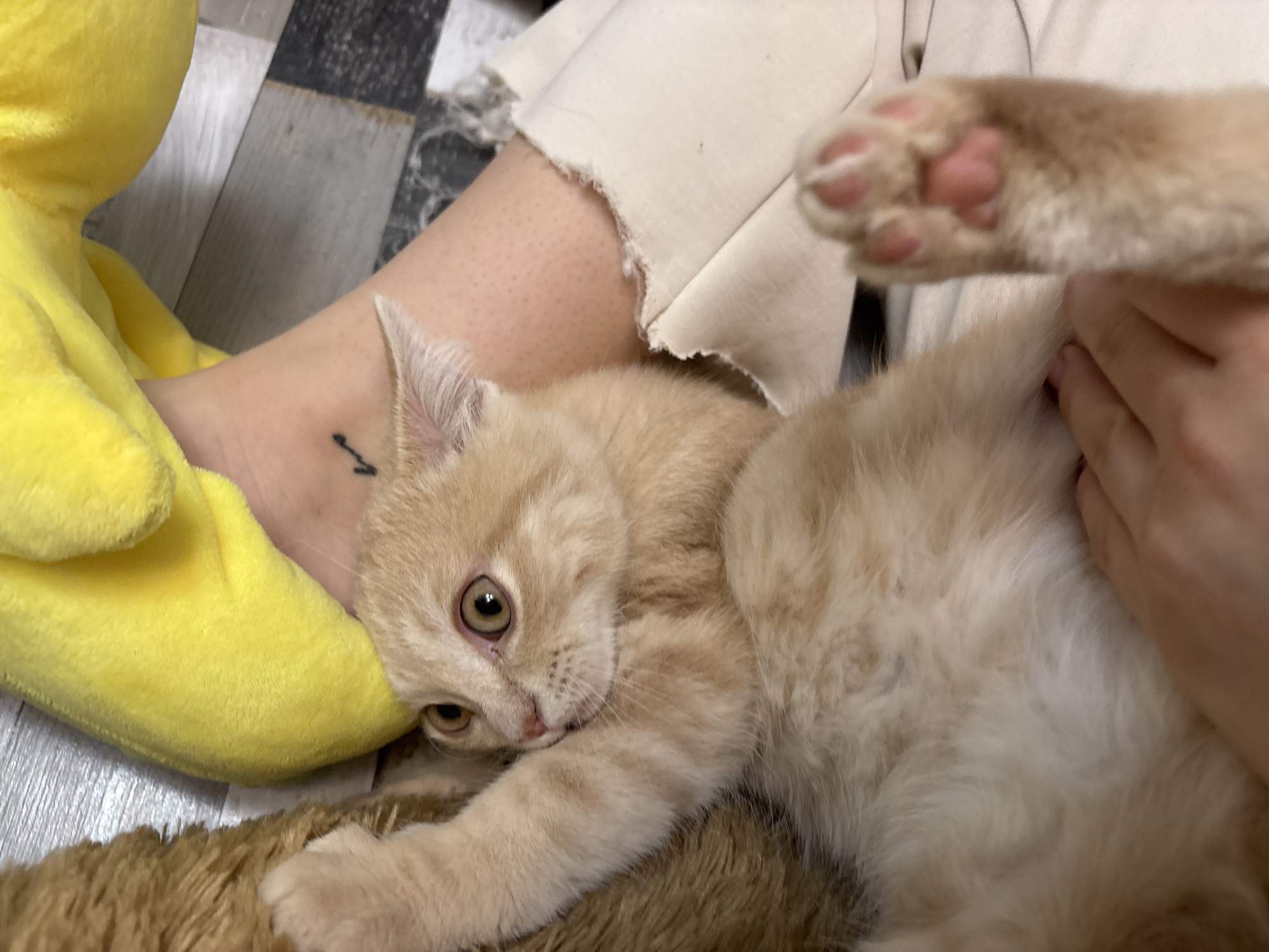 Kitten rests with stuffed toy in Bulgarian home