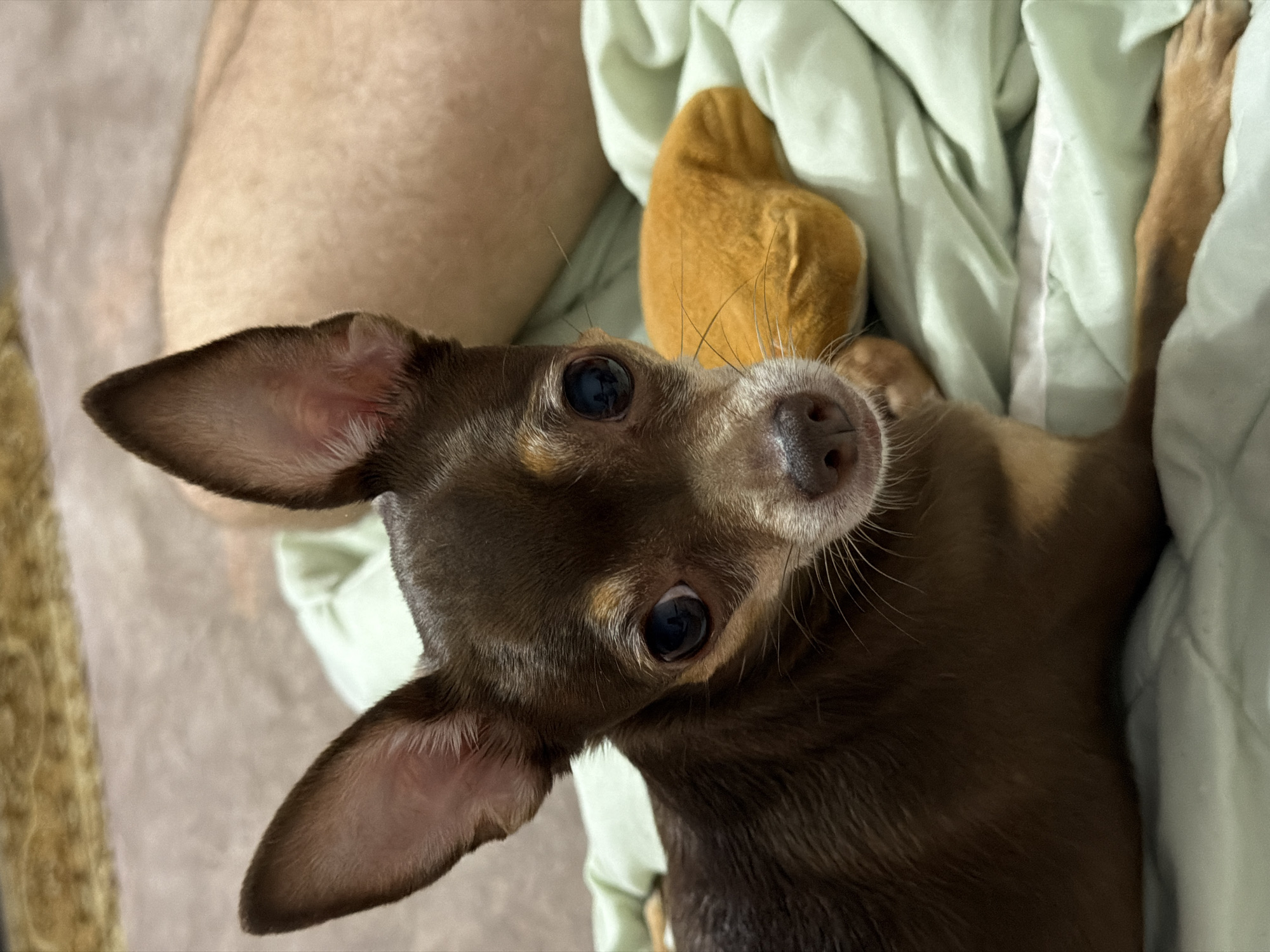 Chihuahua naps and plays with a toast toy on a green blanket