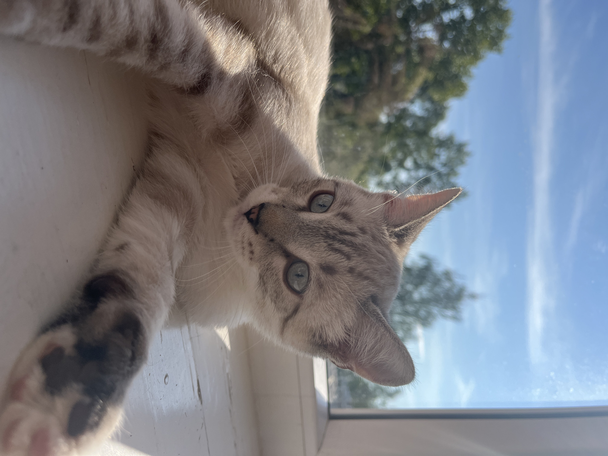 Lazy sunny afternoon at home with a cat and coffee