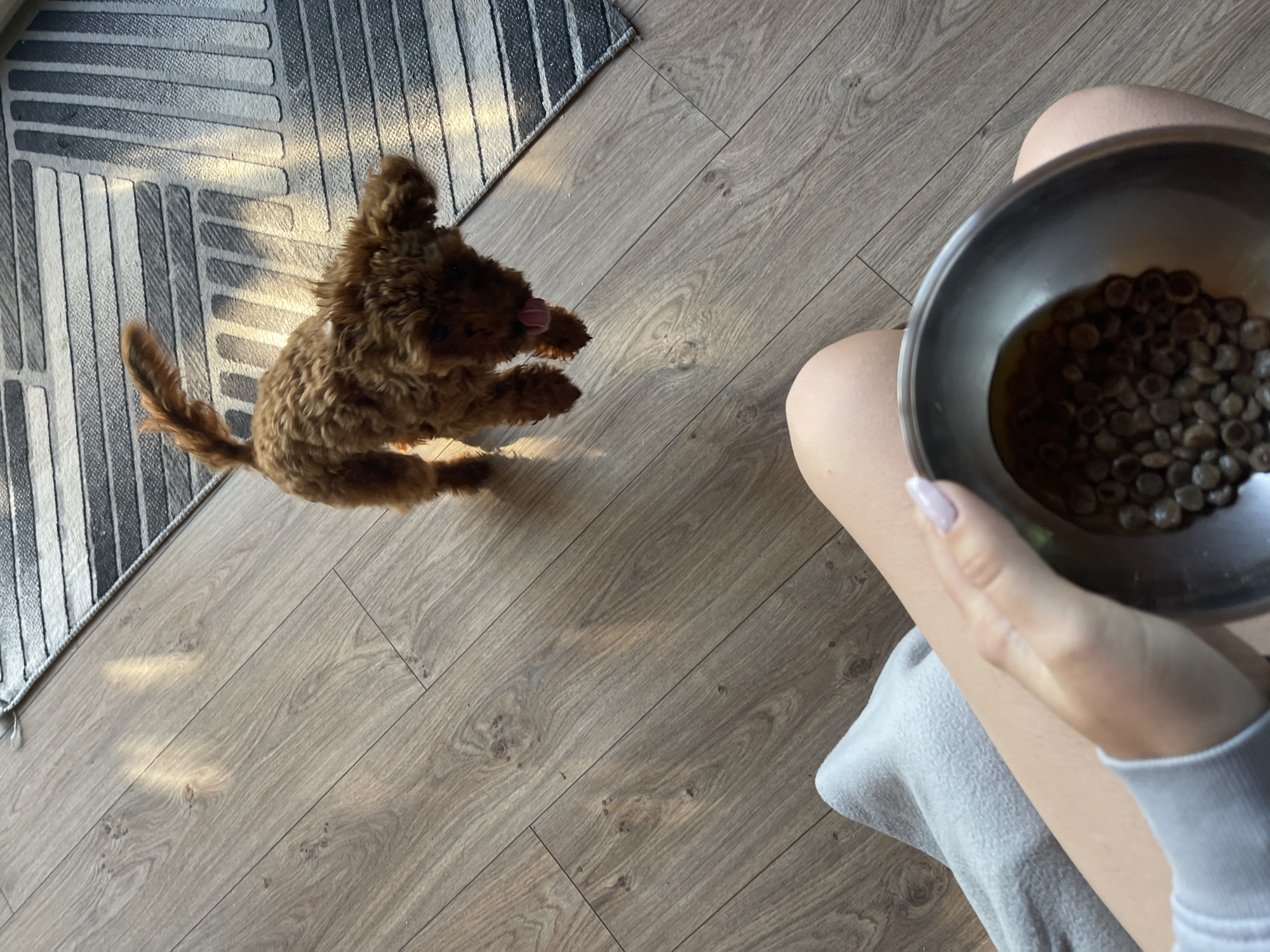 Brown poodle puppy's morning routine documented in Sofia