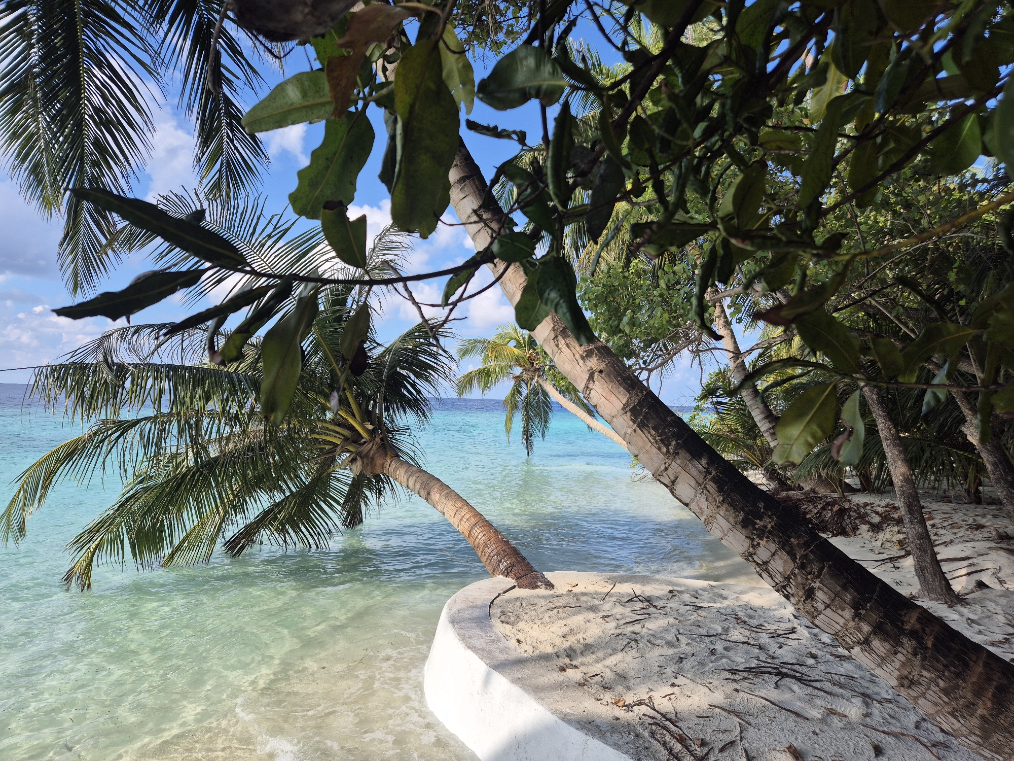 Palm trees lean over turquoise waters in Maldives beach scene