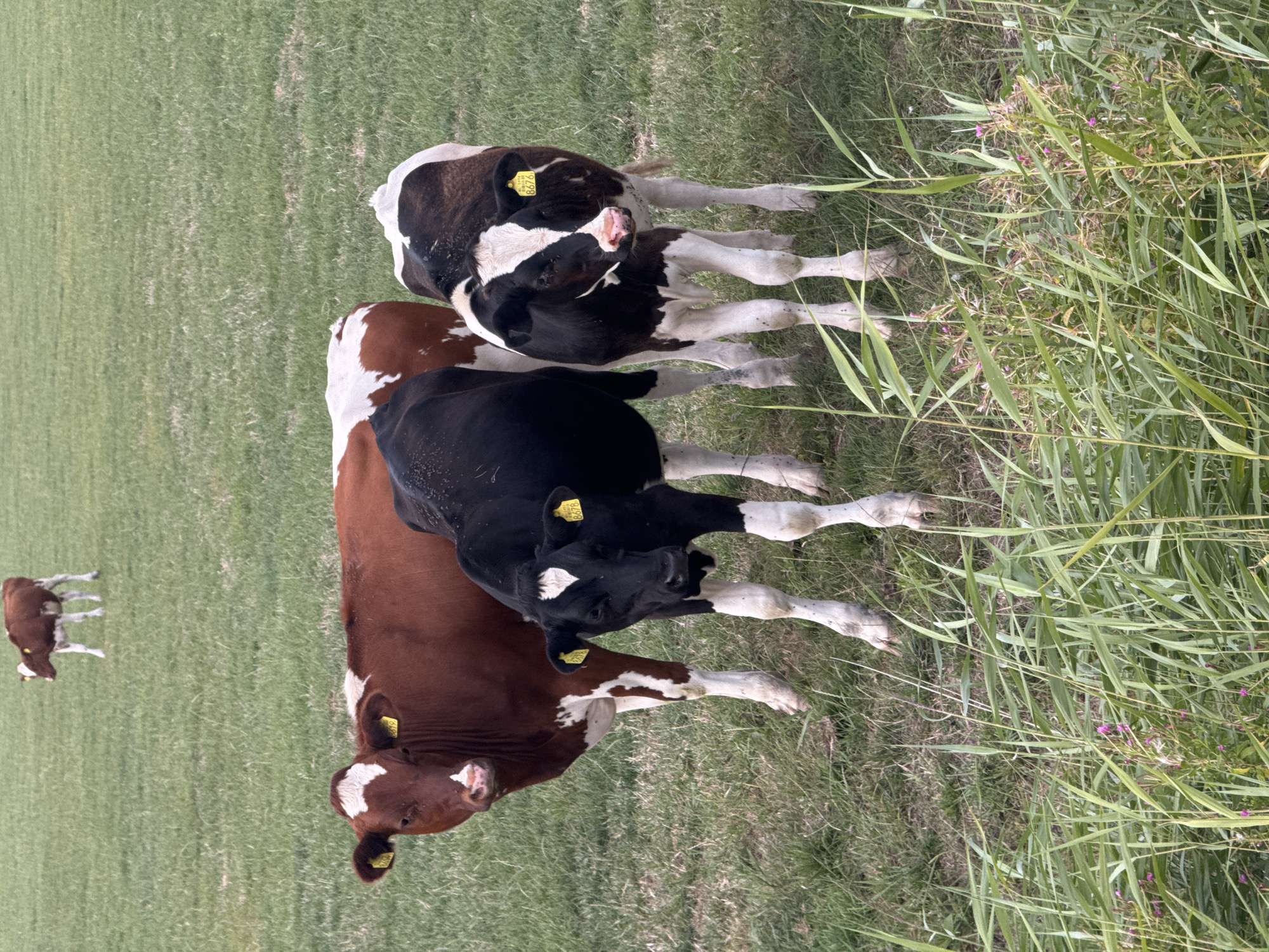 Mixed cattle herd in a Pingjum, Netherlands pasture