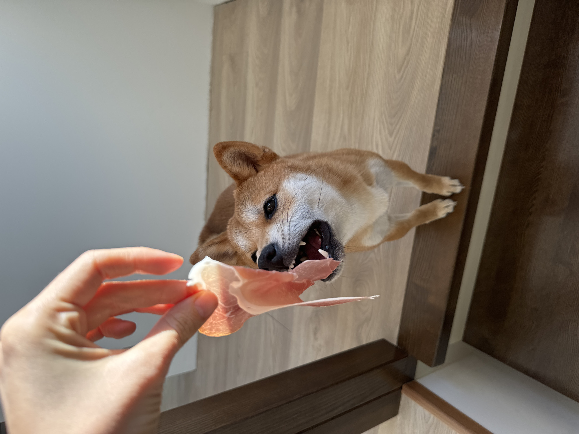 Dog snags prosciutto during pizza meal in Carnikava