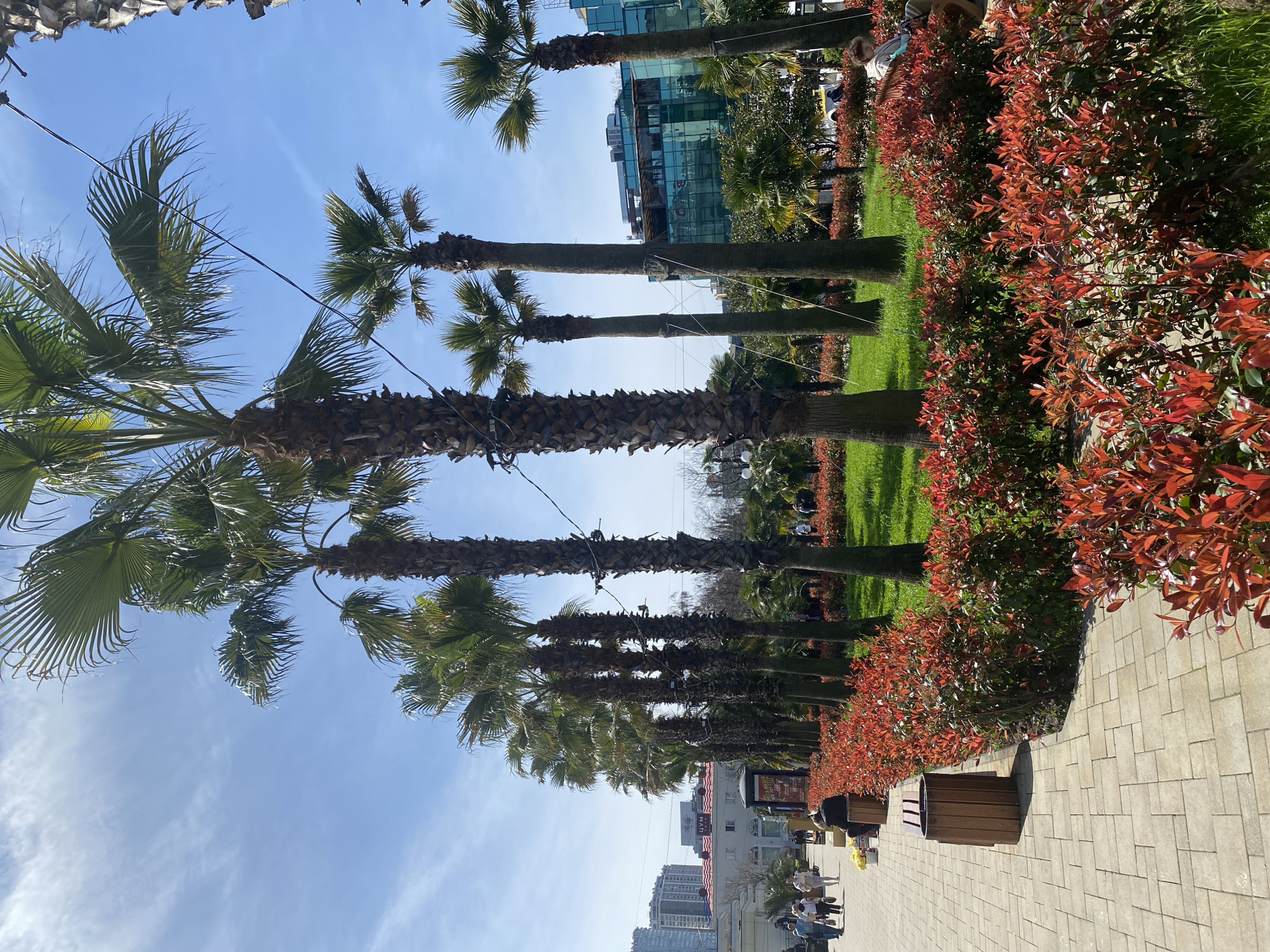 Palm-lined street scene documented in Sochi, Russia