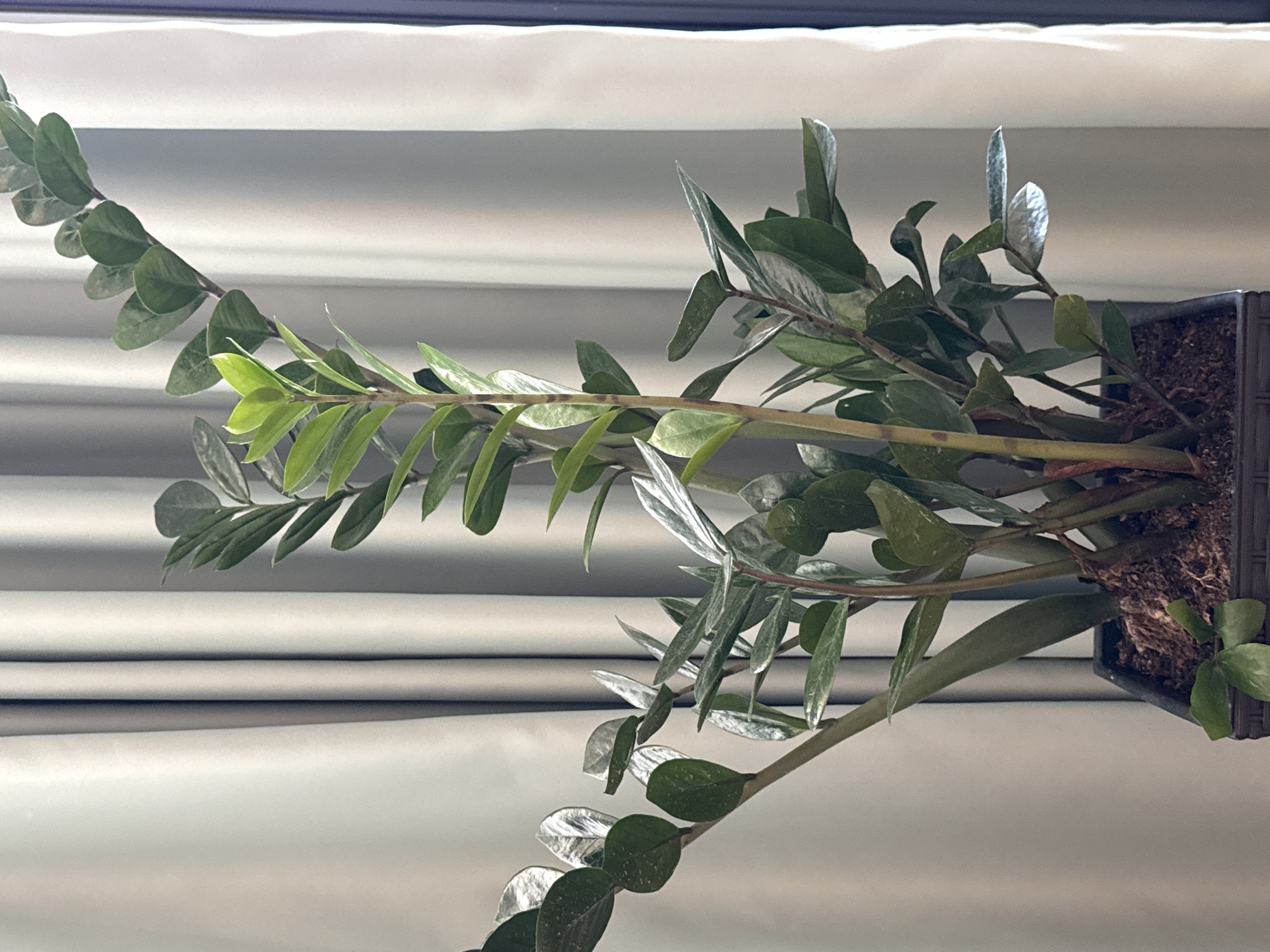 Snapshots of a modern apartment — plants, gear, and everyday objects