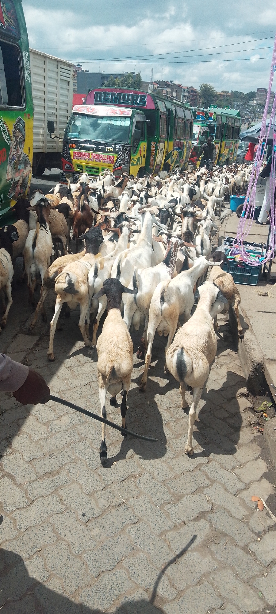 Goat herd moves through busy Nairobi streets during morning hours