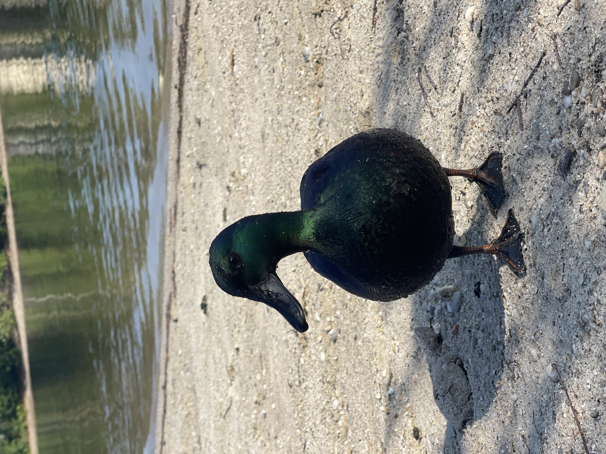 Chill beach day at a Lommel lake, ducks included