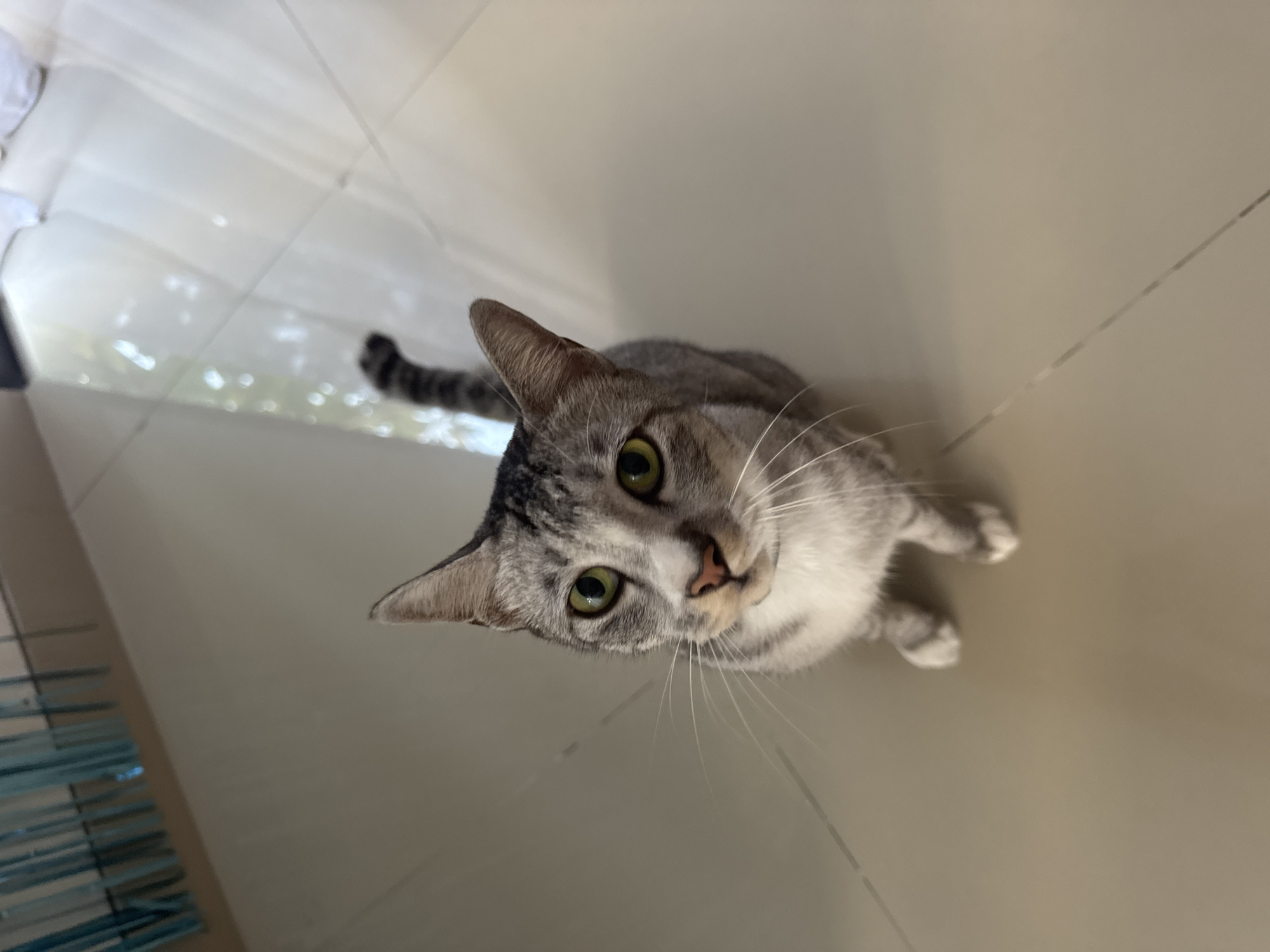 Grey tabby cat documented in early morning cafe scenes