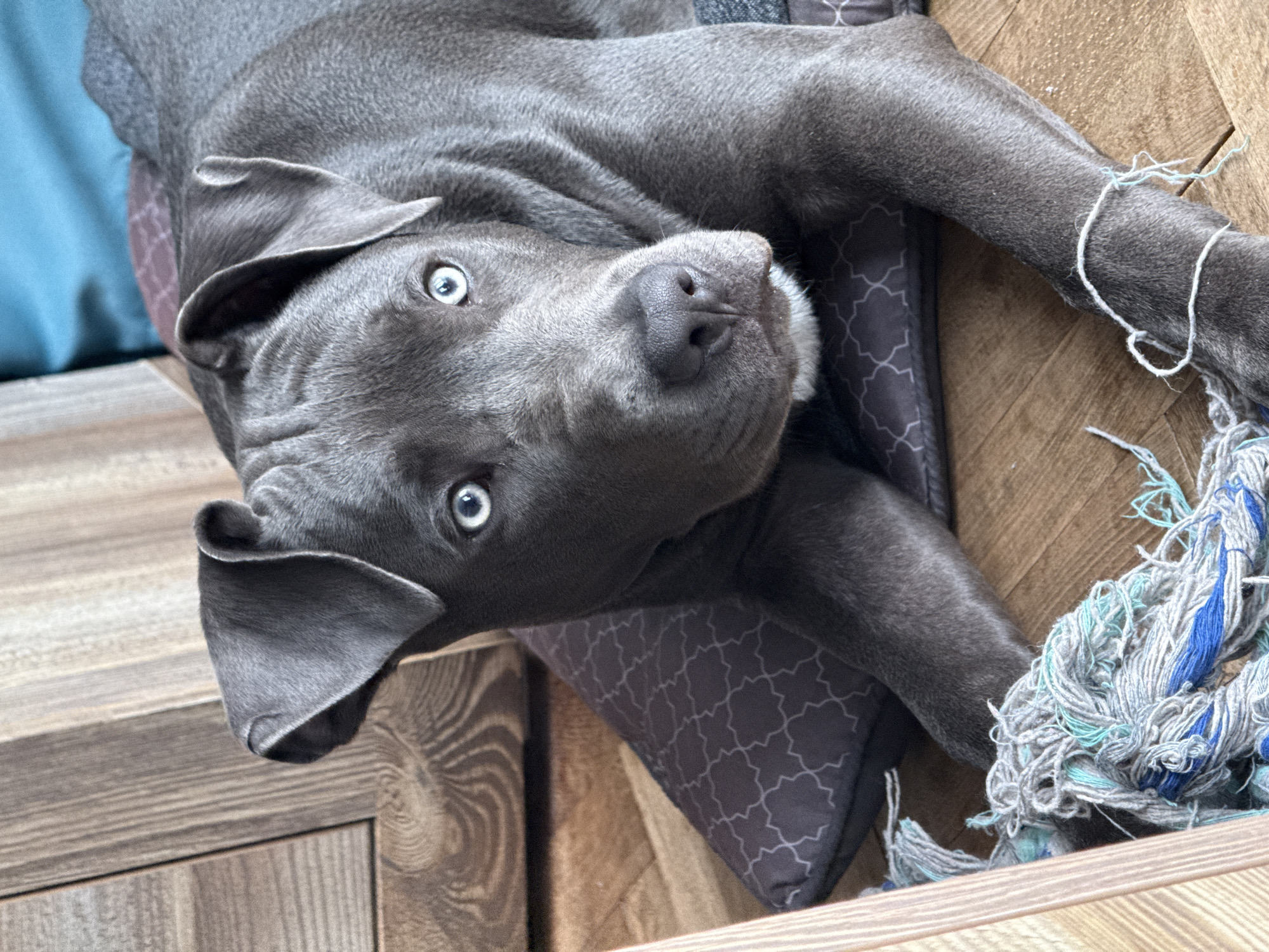 Dog's morning routine captured in Varna apartment