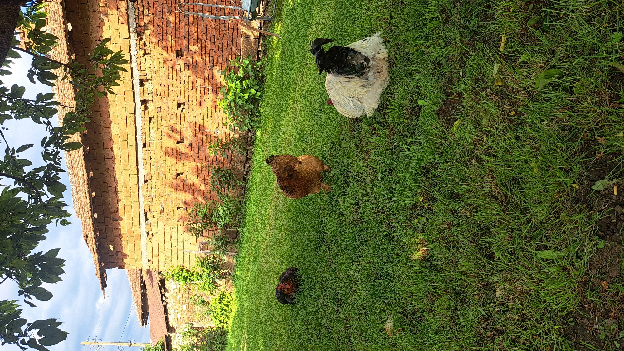 Chickens spotted foraging in yard near brick building