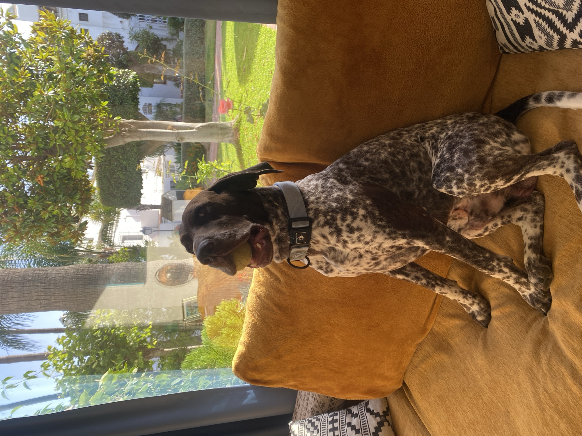 Dogs relaxing at an Estepona villa with poolside gardens