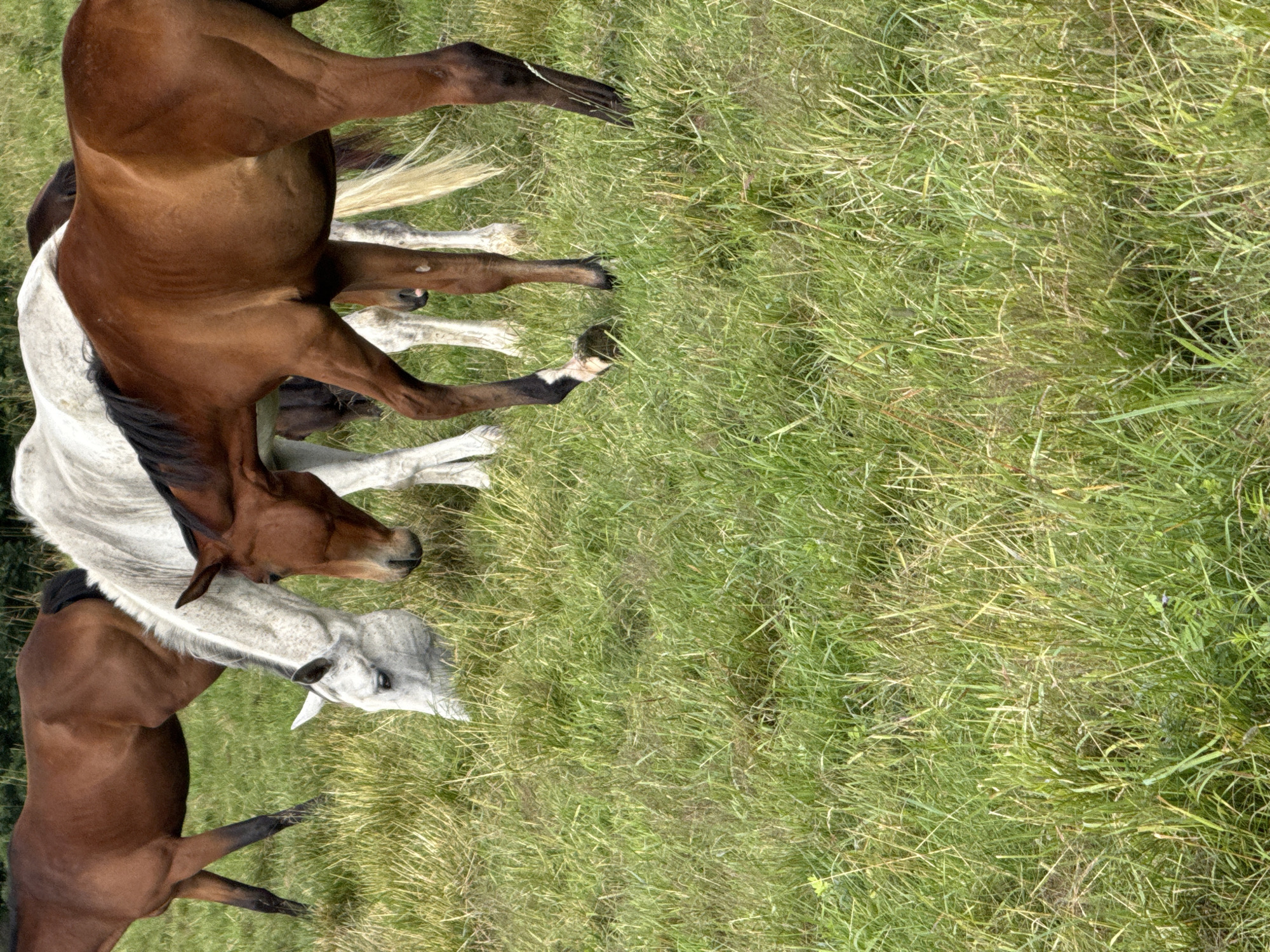 Horses grazing in a rural Lithuanian field on a cloudy morning
