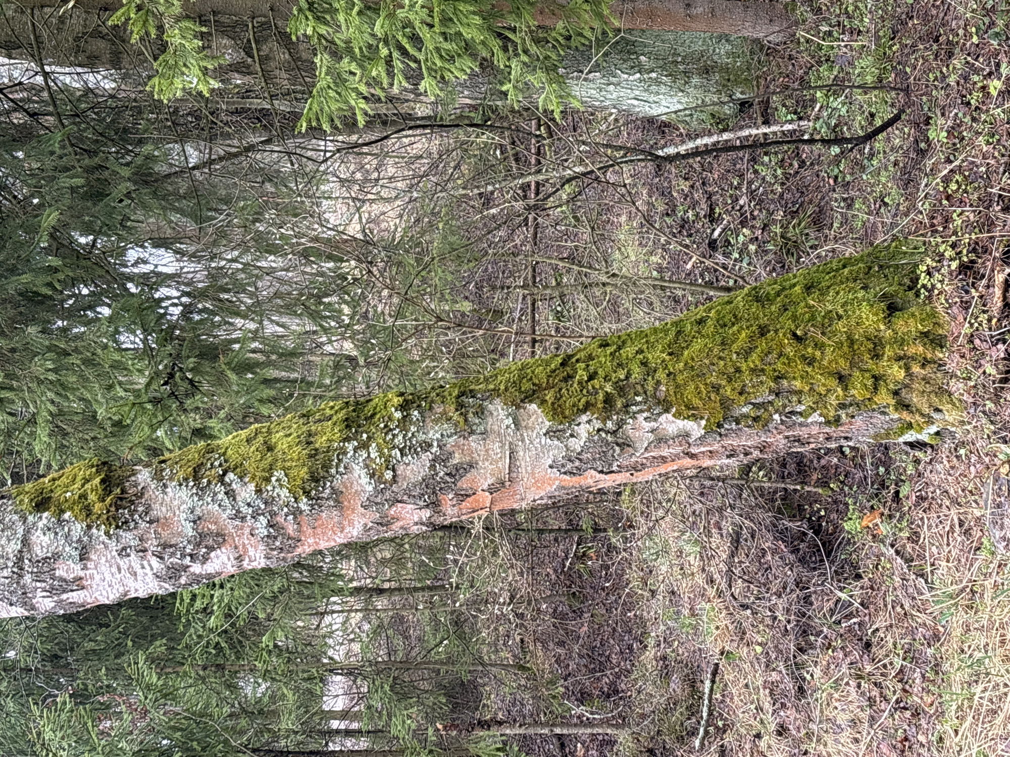 Morning forest stroller walk documented in Razdolye Russia