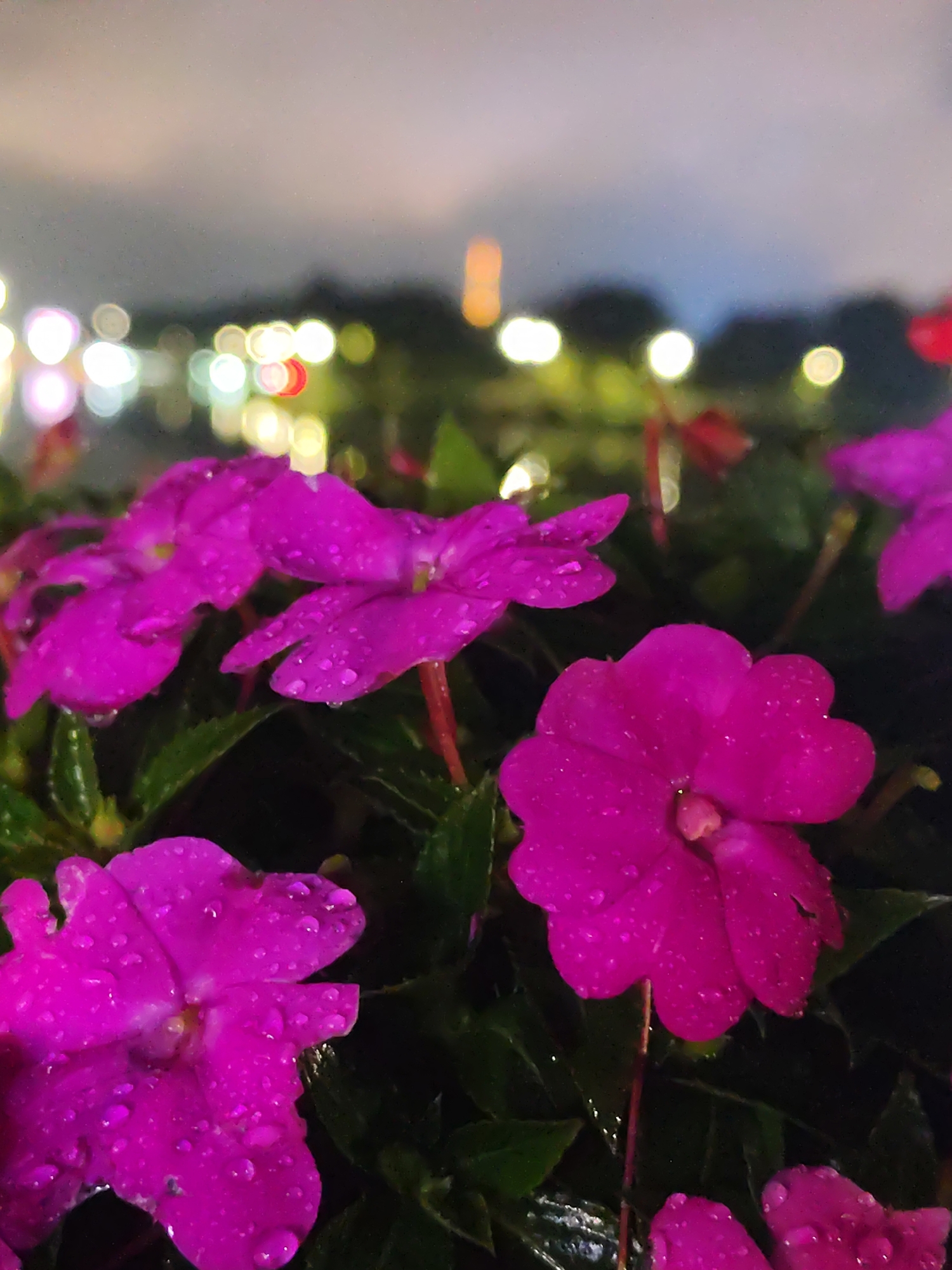 Rain-covered magenta flowers photographed in Da Lat, Vietnam