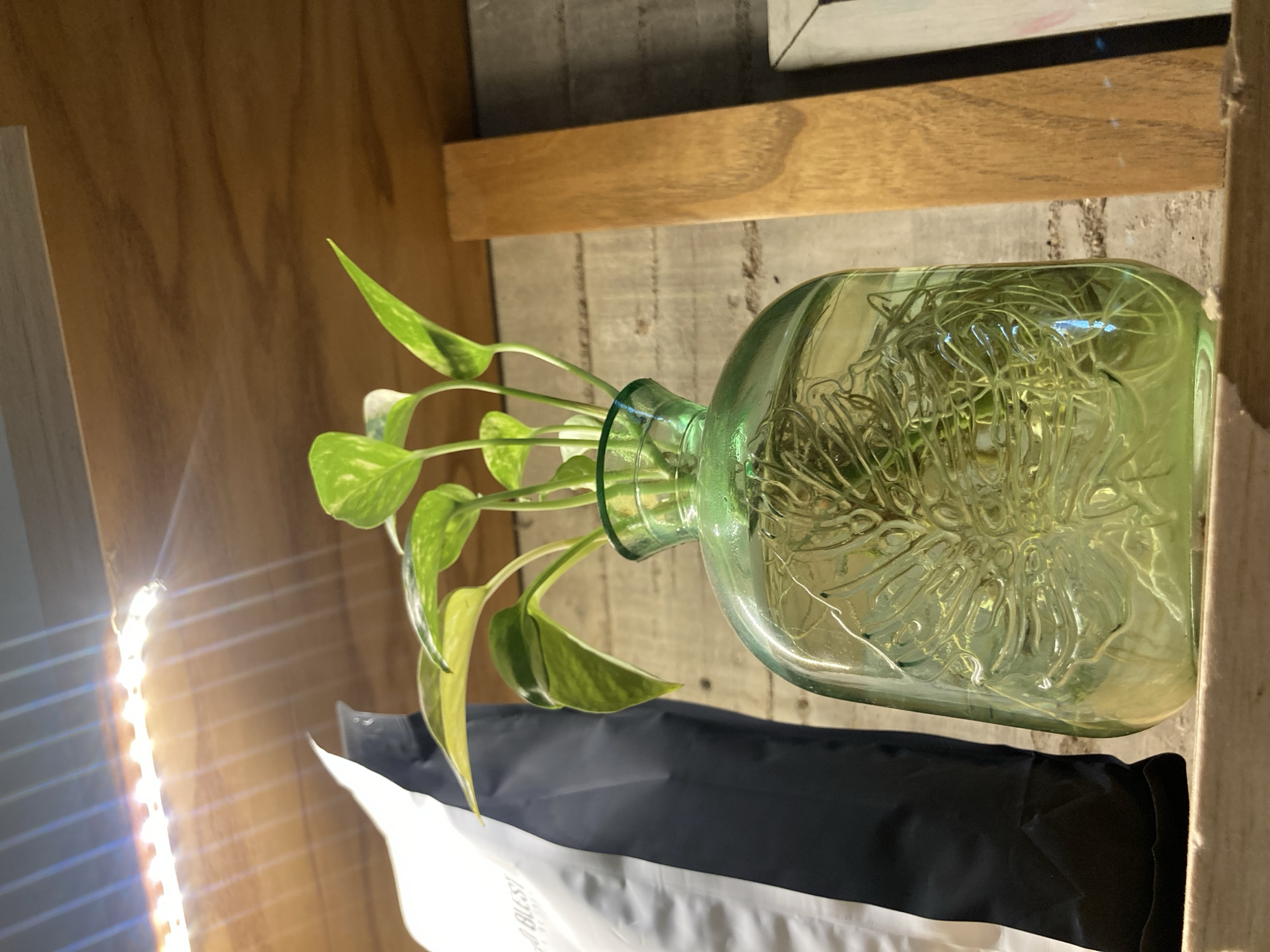 Indoor scenes captured: plant propagation, chalkboard art, coffee mug