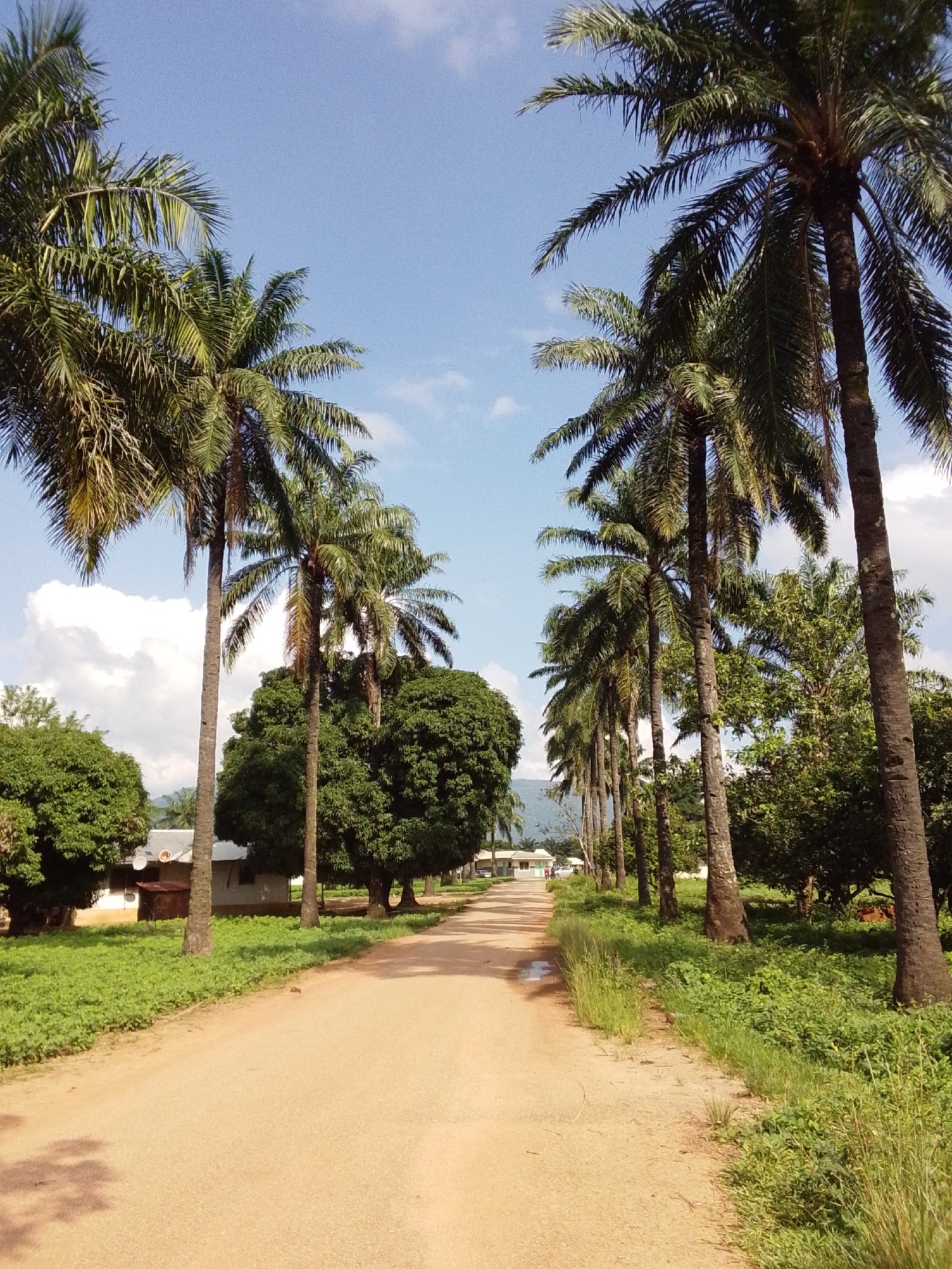 Palm-lined dirt roads and green fields in rural Serti, Nigeria