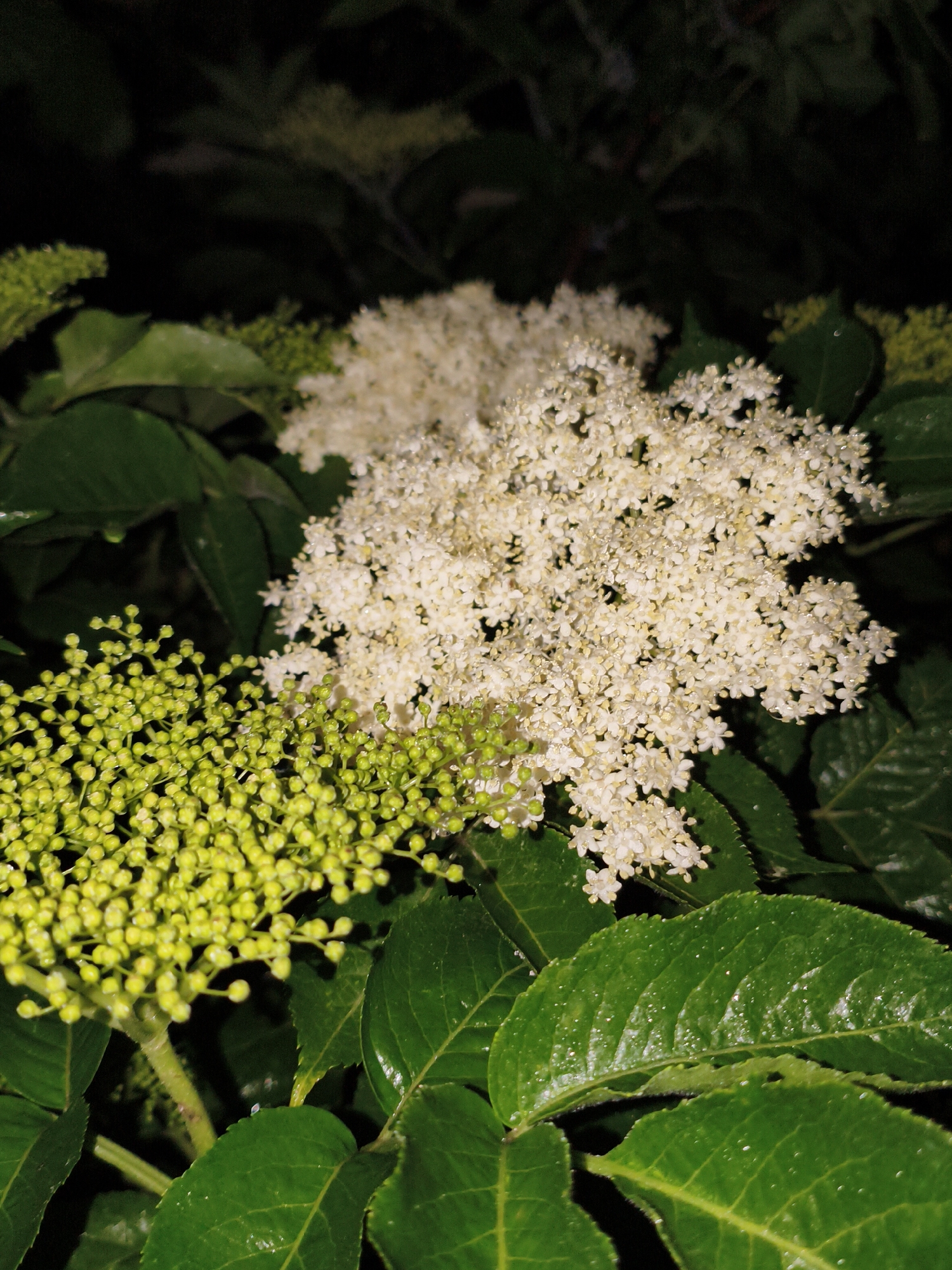 Rain-soaked flowers observed in Ustyvytsia Ukraine late night