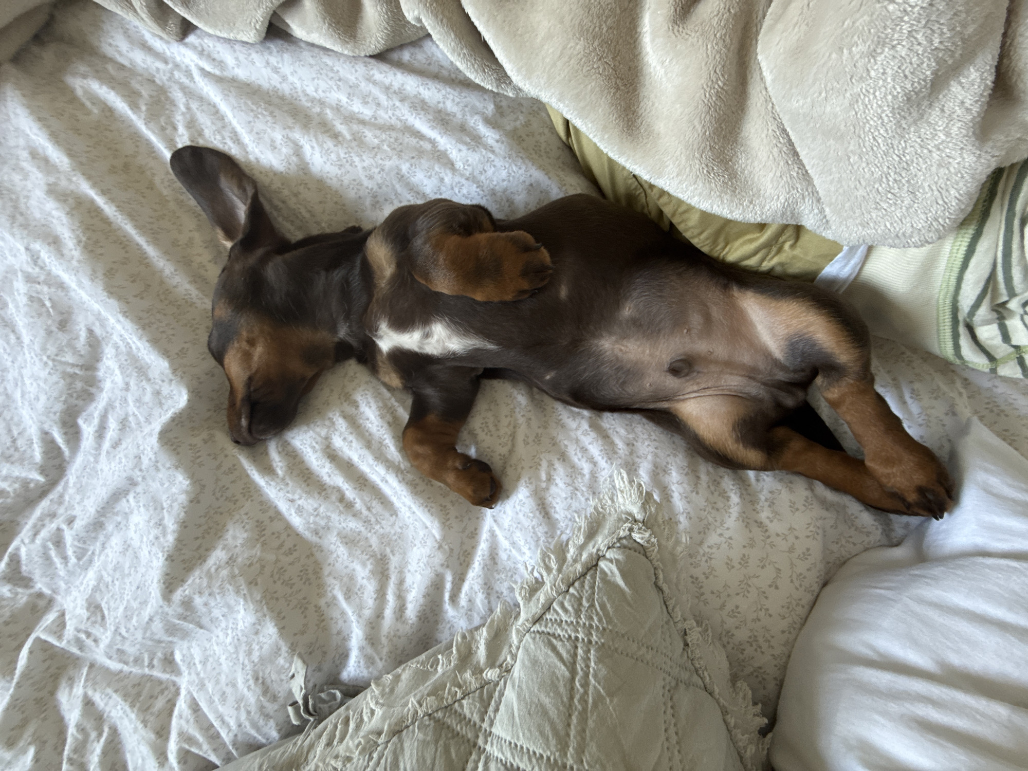 Dachshund spotted relaxing on bed in Raanana