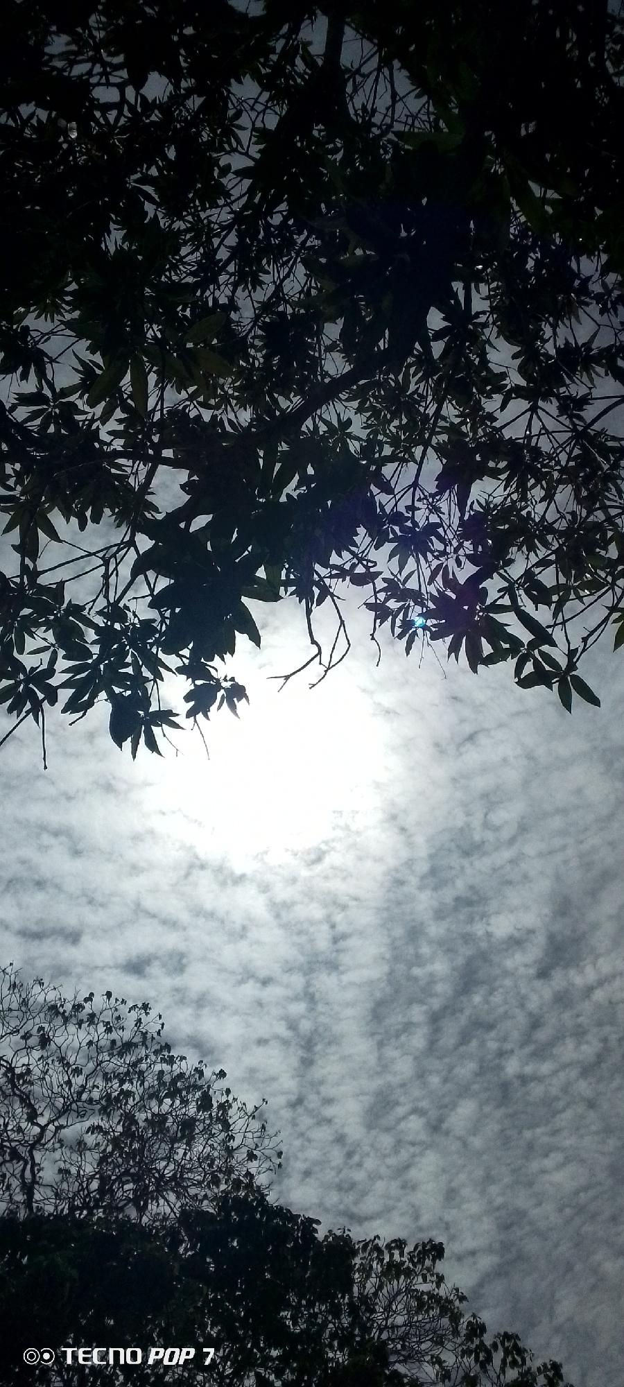 Sky watching session documented through trees in Altagracia, Venezuela