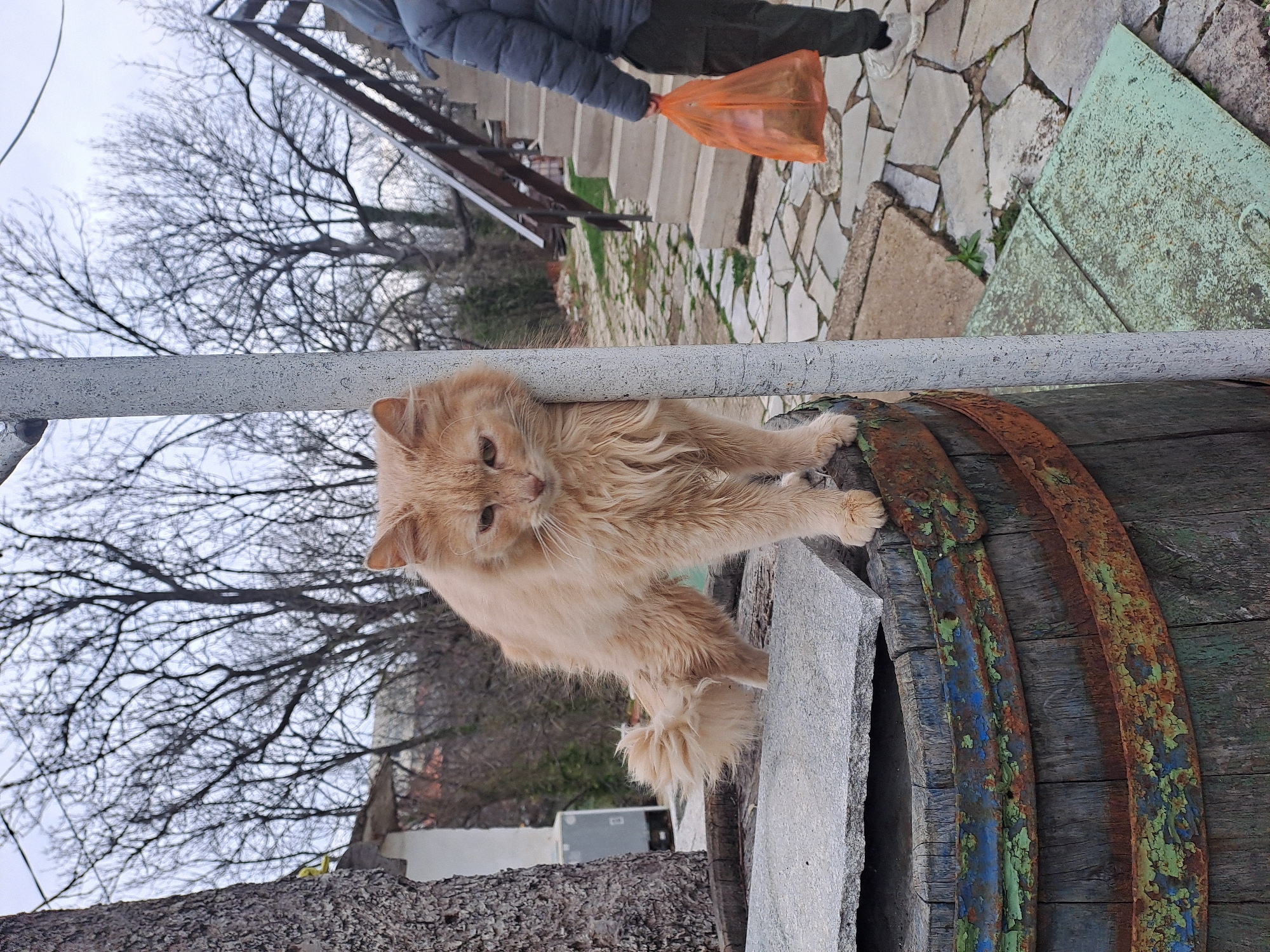 Cats spotted in indoor and outdoor locations across Varshets