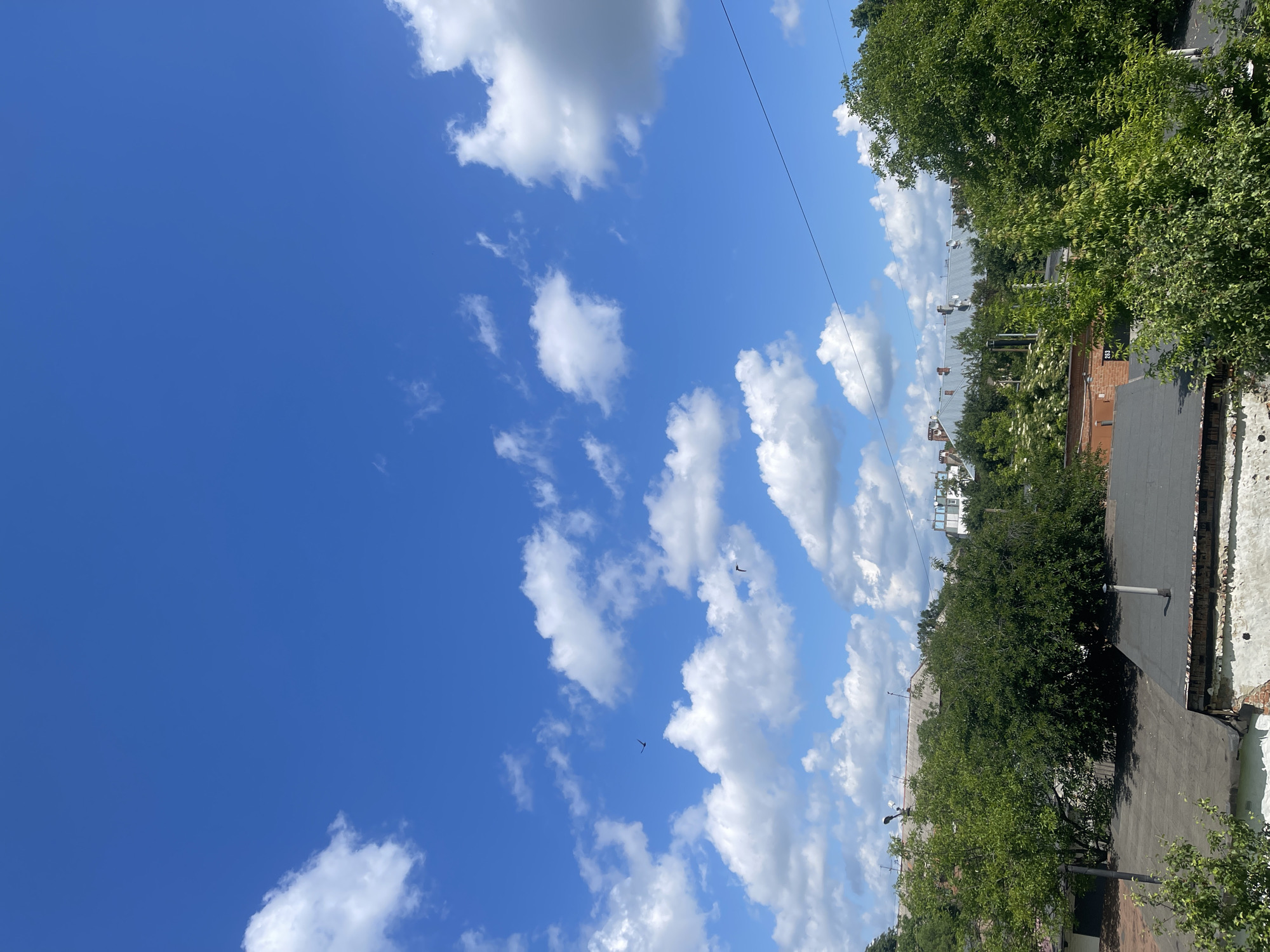 Morning suburban scenes: gardens, homes, cars documented June 10