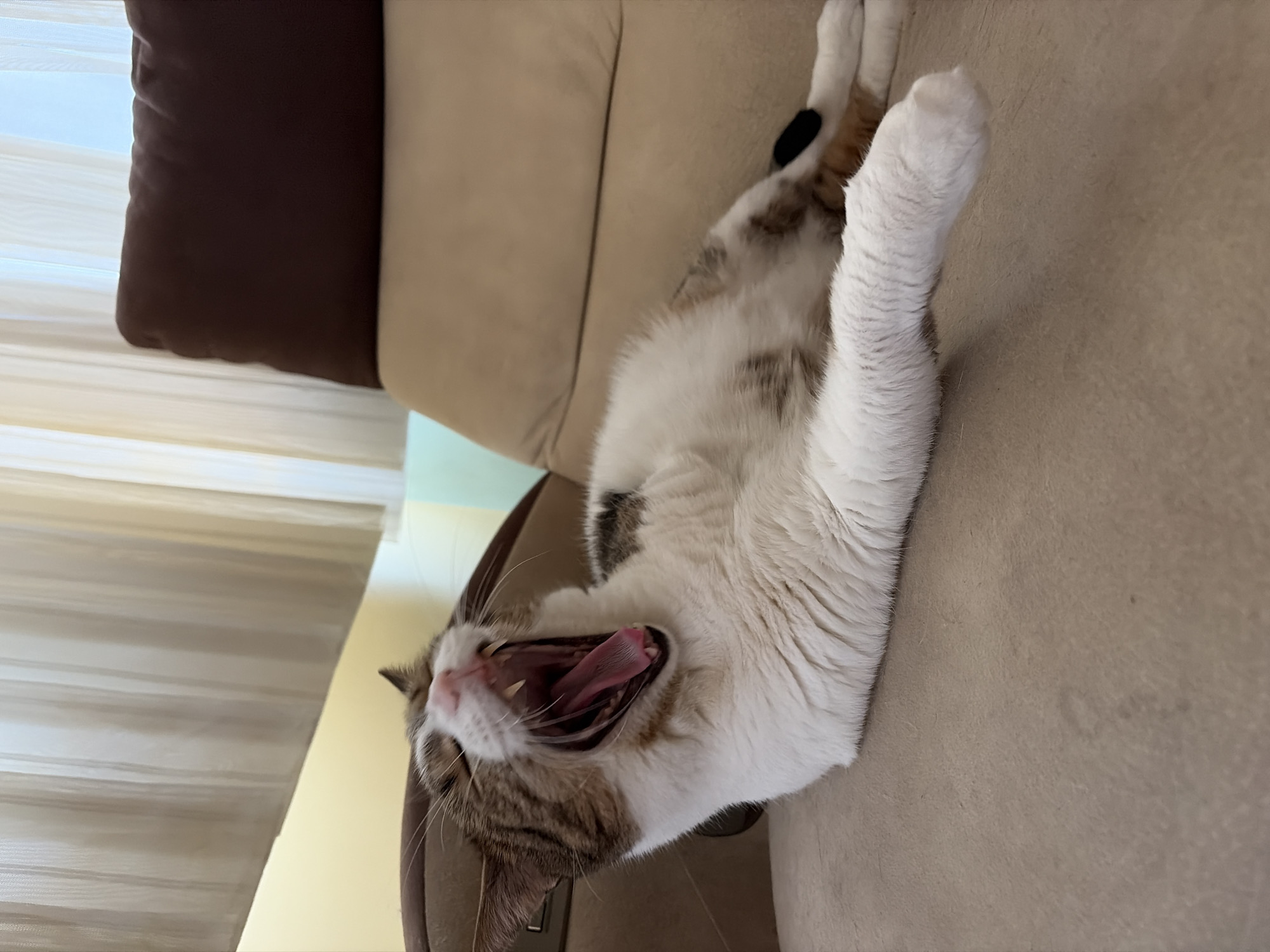 Domestic cat captured in morning routine across home interior