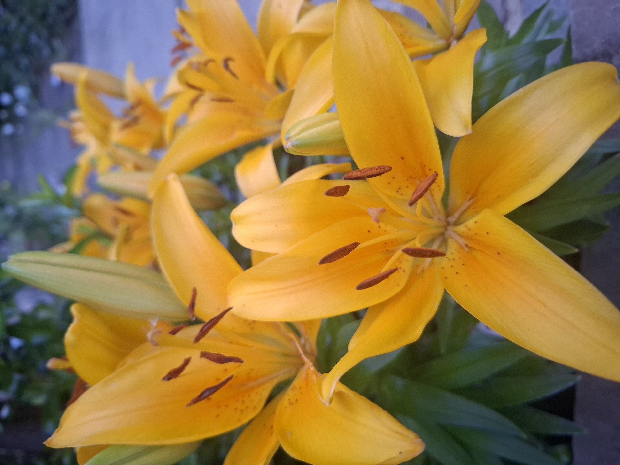 Garden flower photography with unexpected pineapple in Middleton Tyas