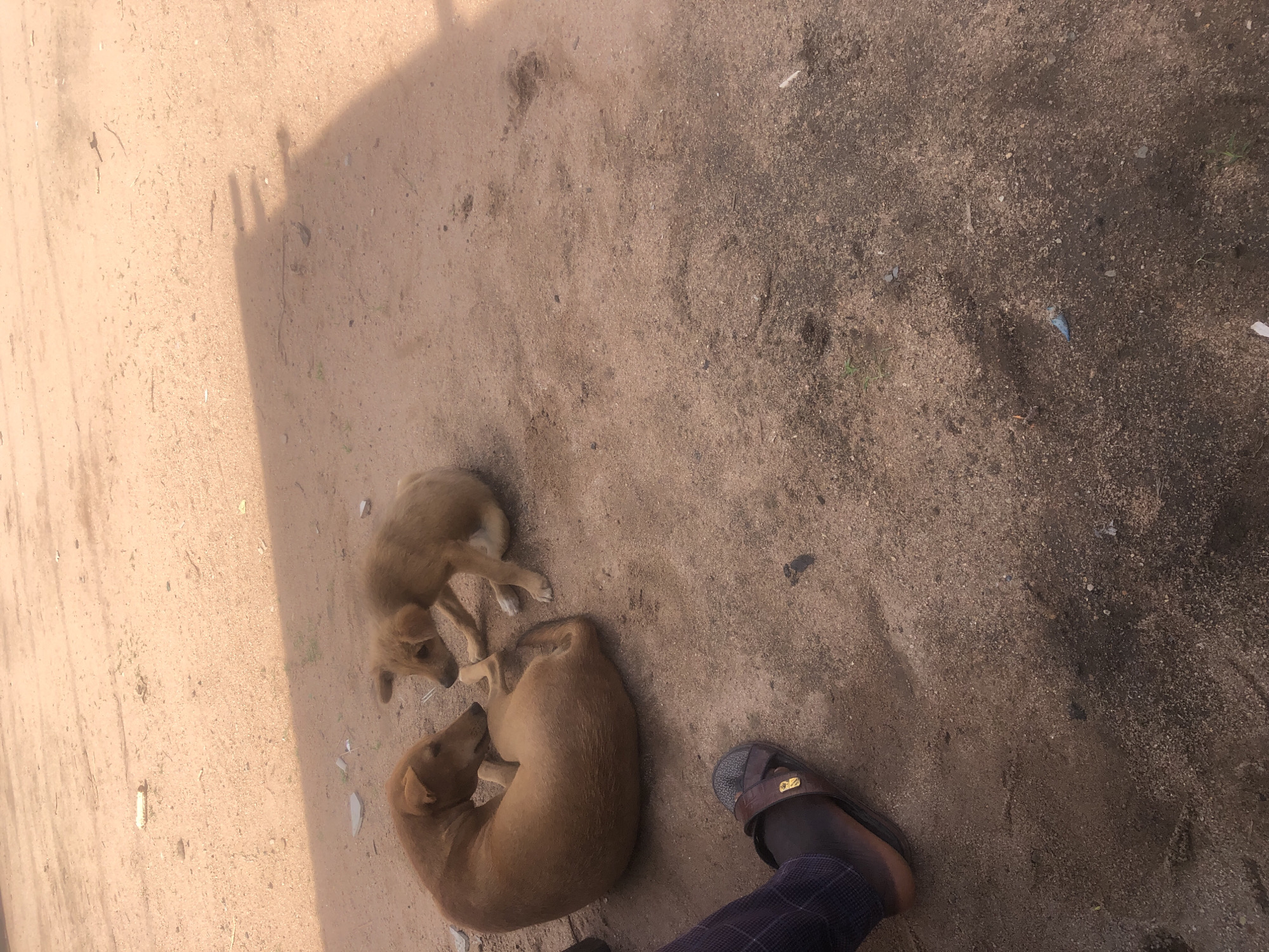 Rural daily life documented in Jalingo, Nigeria morning scenes