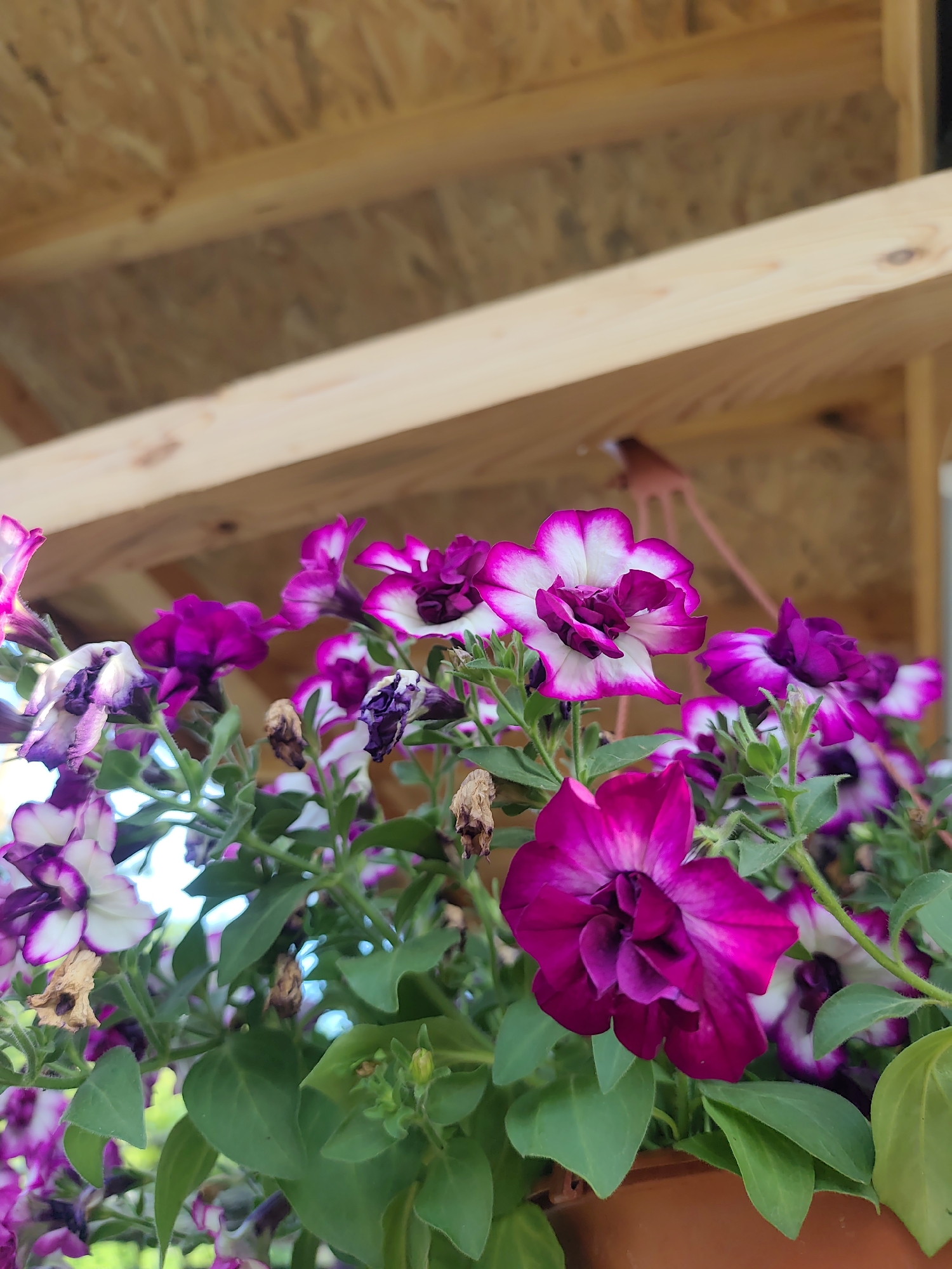 Garden documentation captures flowering plants and produce over 10 minutes