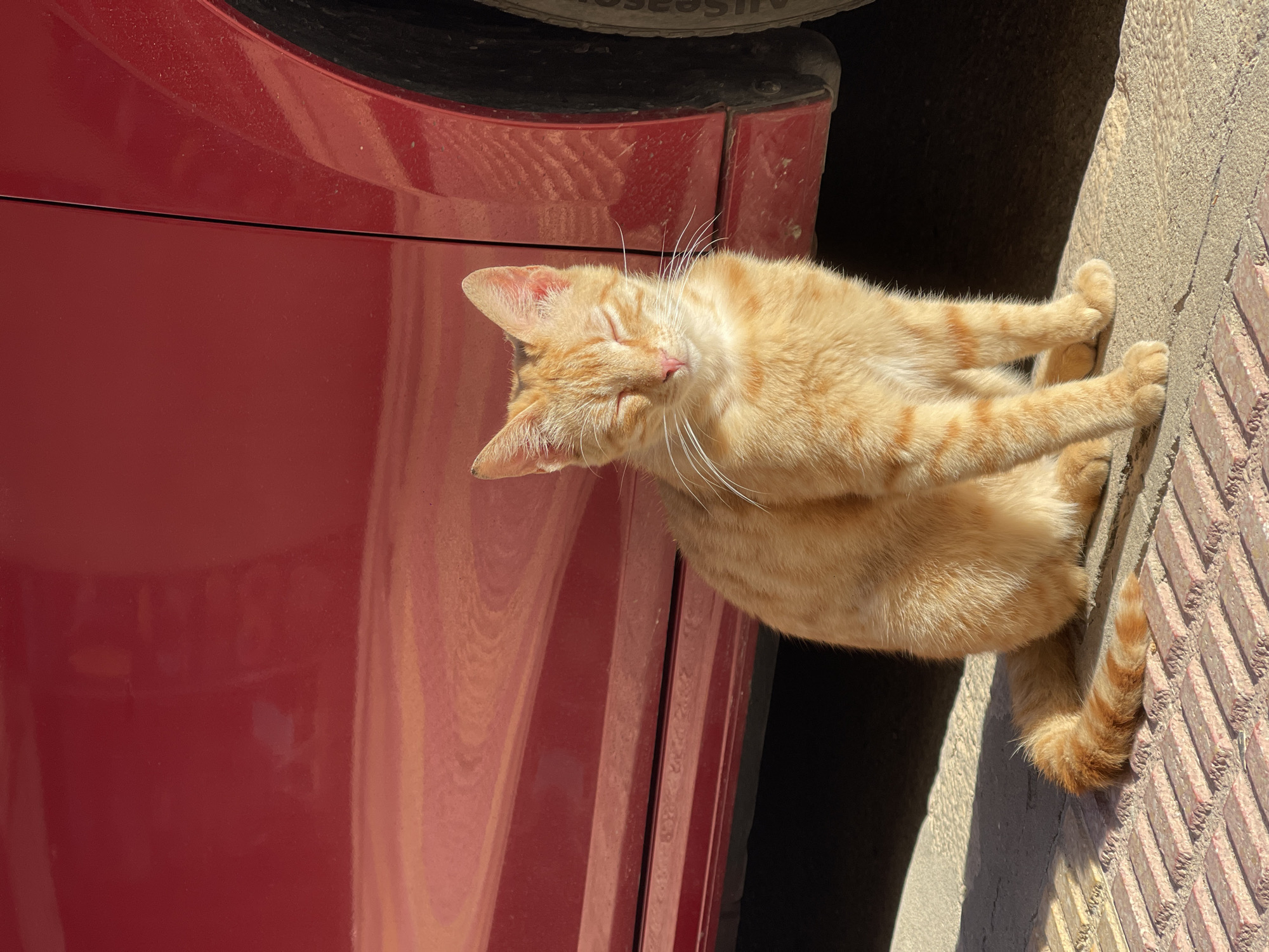 Cat naps beside car on sunny Cullera sidewalk