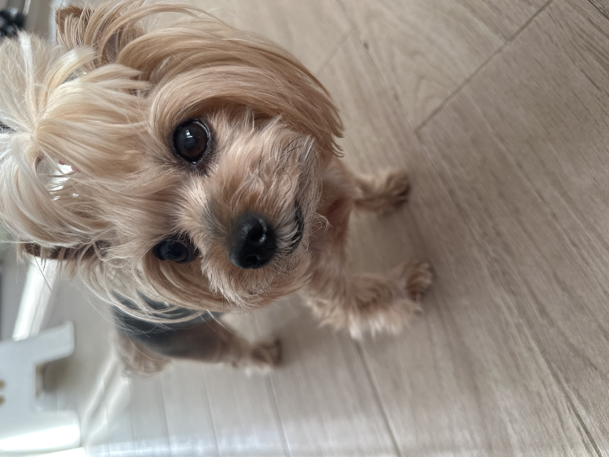 Yorkshire Terrier plays with toys in Sofia home