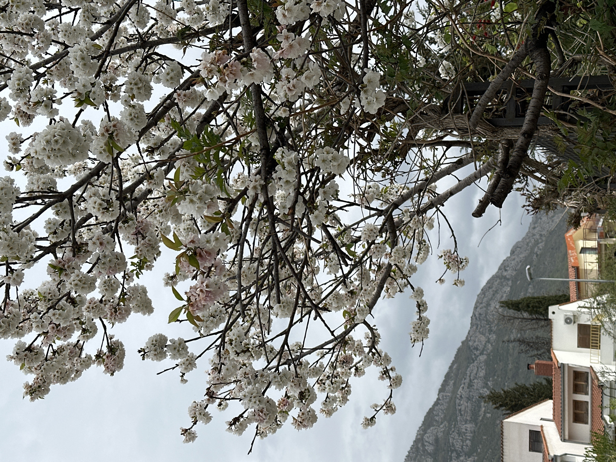 Spring blooms and dog spotted during morning walk in Montenegro