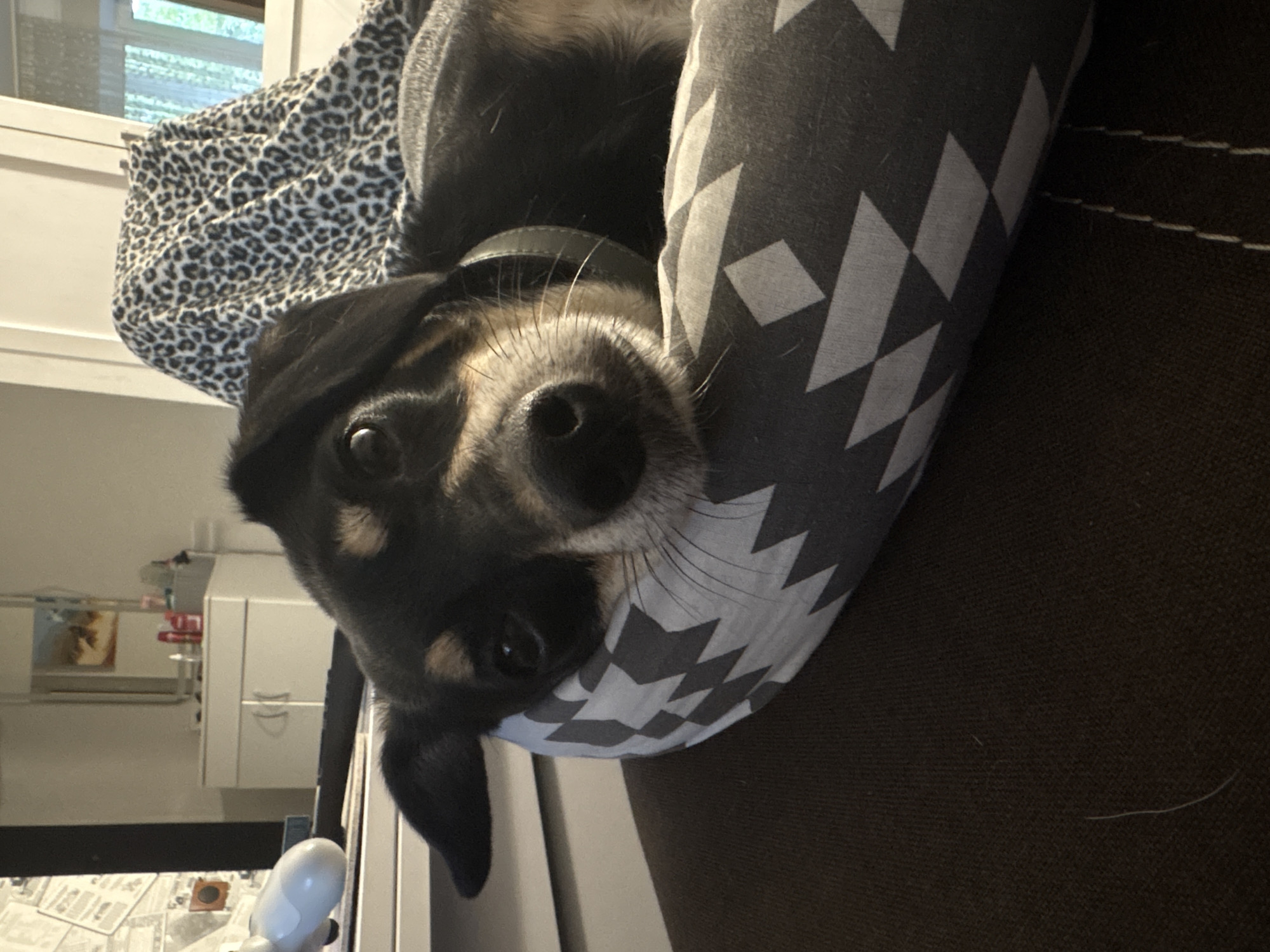 A resting dog and a spread of vintage printed materials.