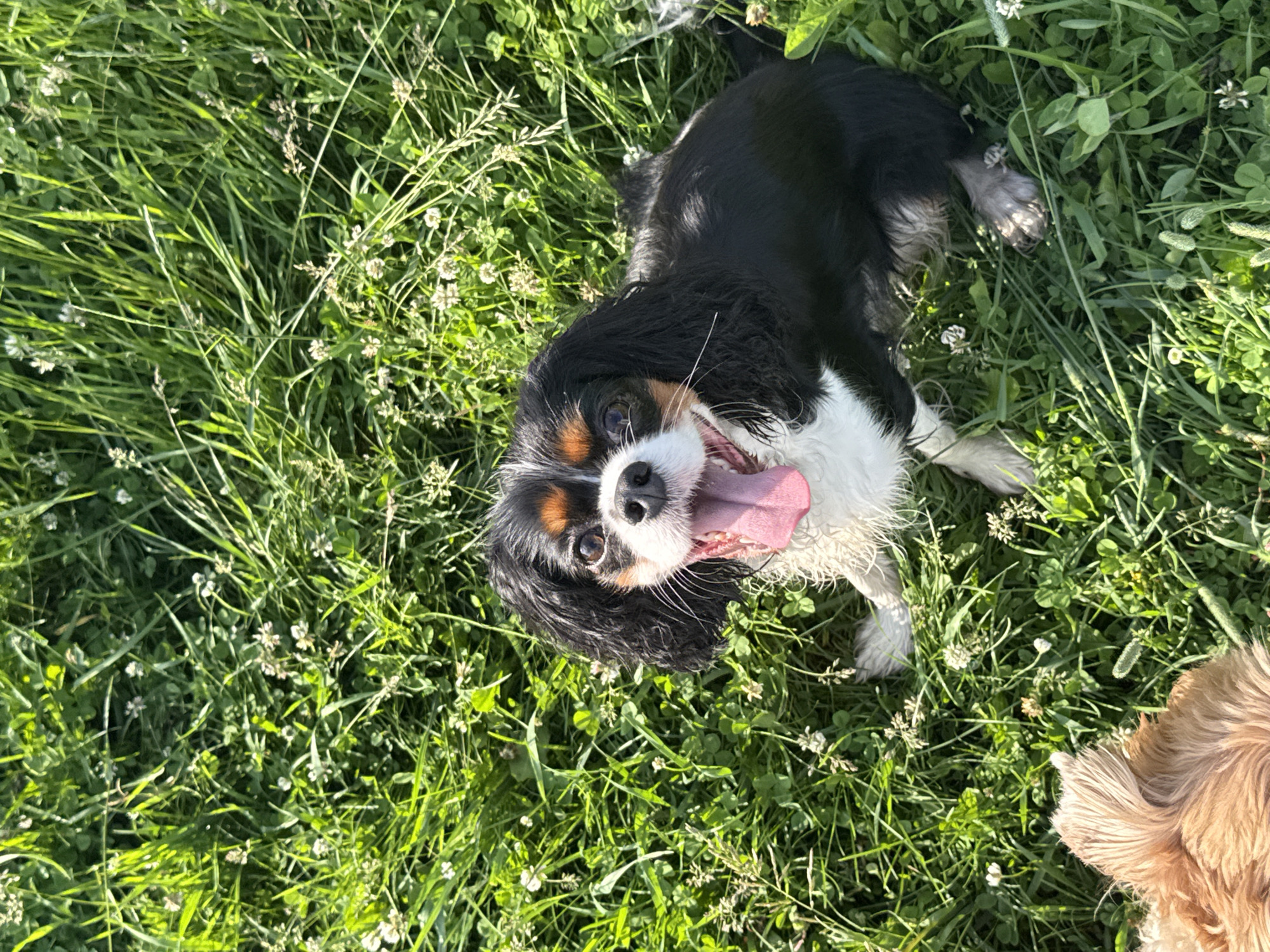 Small dogs playing in a grassy Yekaterinburg park