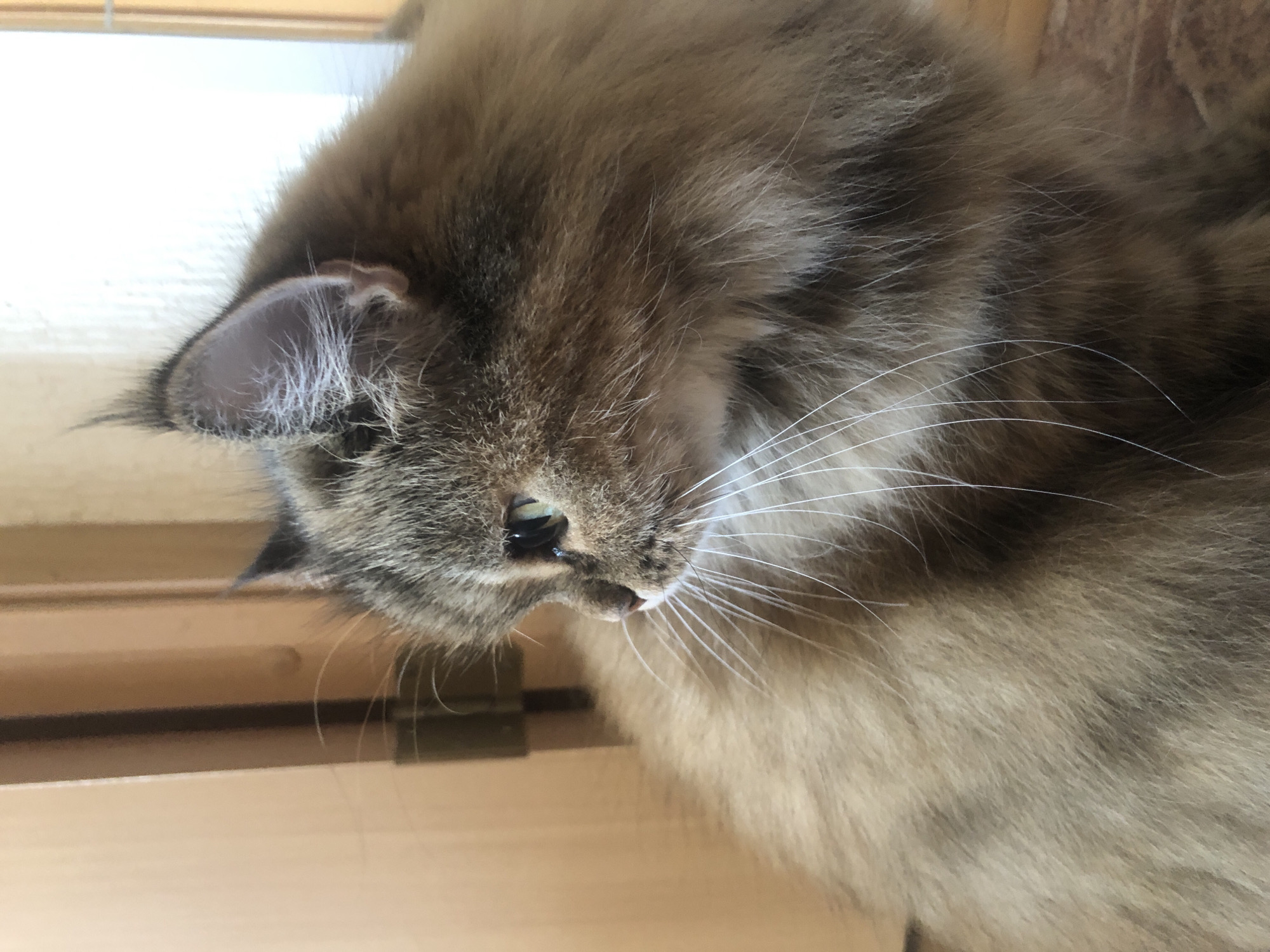 Fluffy cats napping, grooming, and lounging around the house