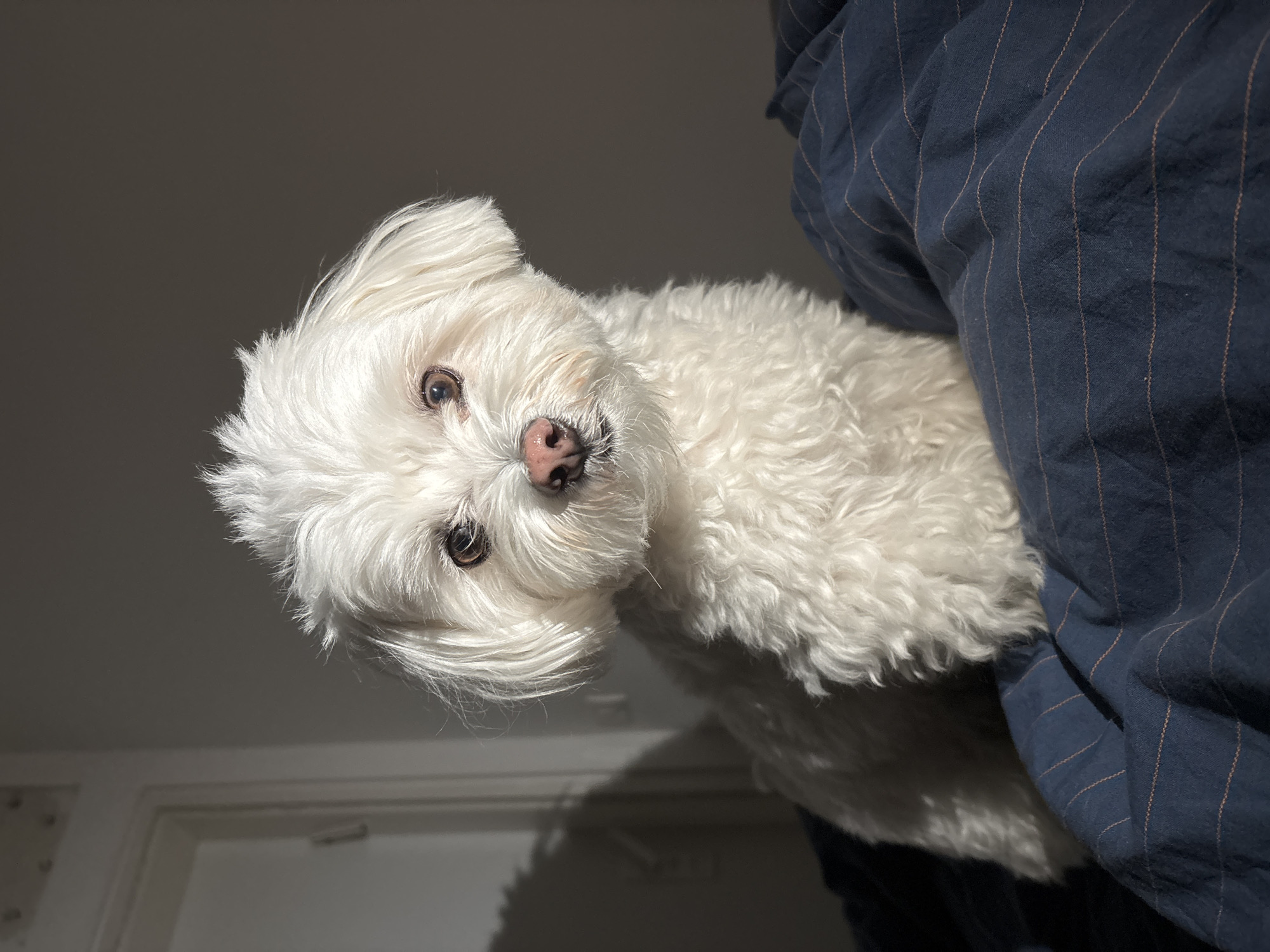 Small white dog photographed in Bat Yam, Israel
