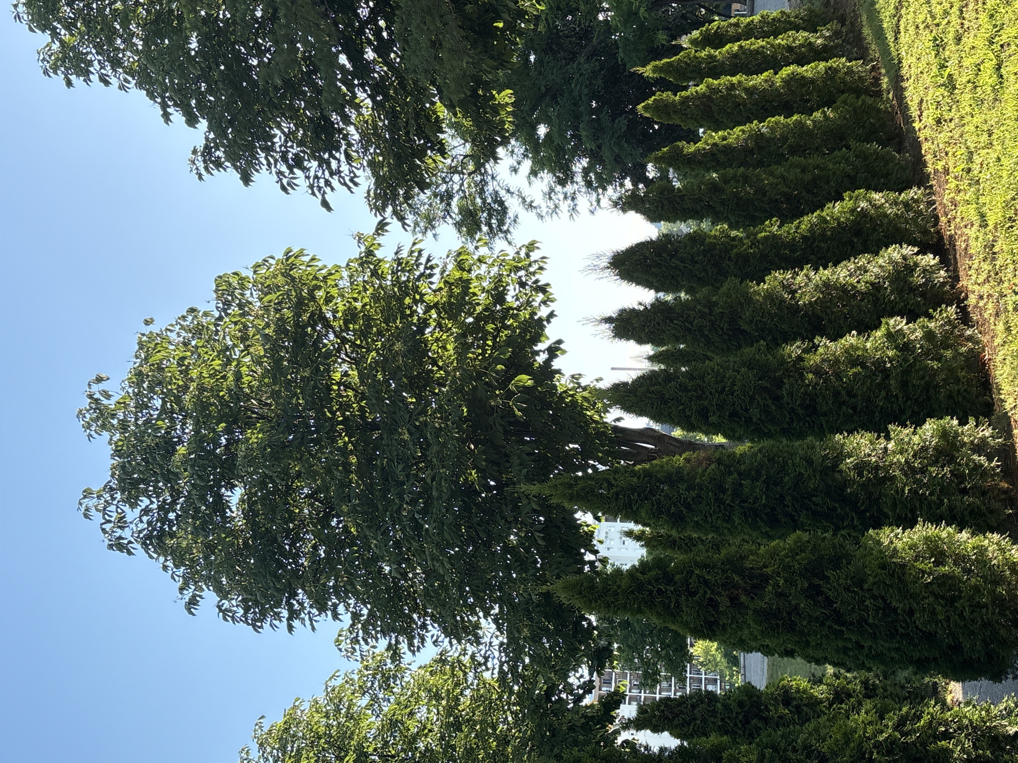 Arborvitae row curves along a green embankment in Kragujevac