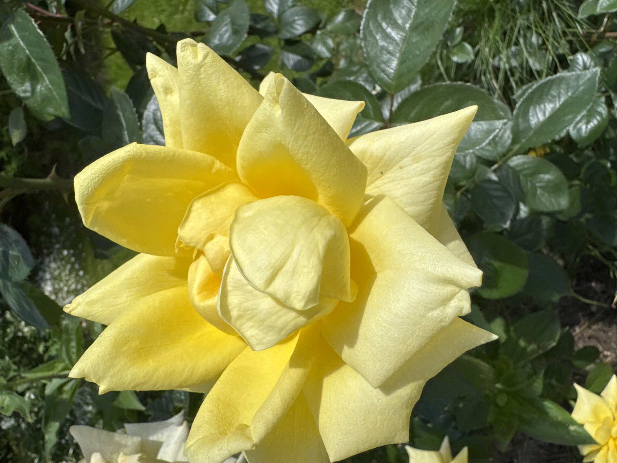 Russian garden in full bloom, flowers and whimsical ornaments throughout
