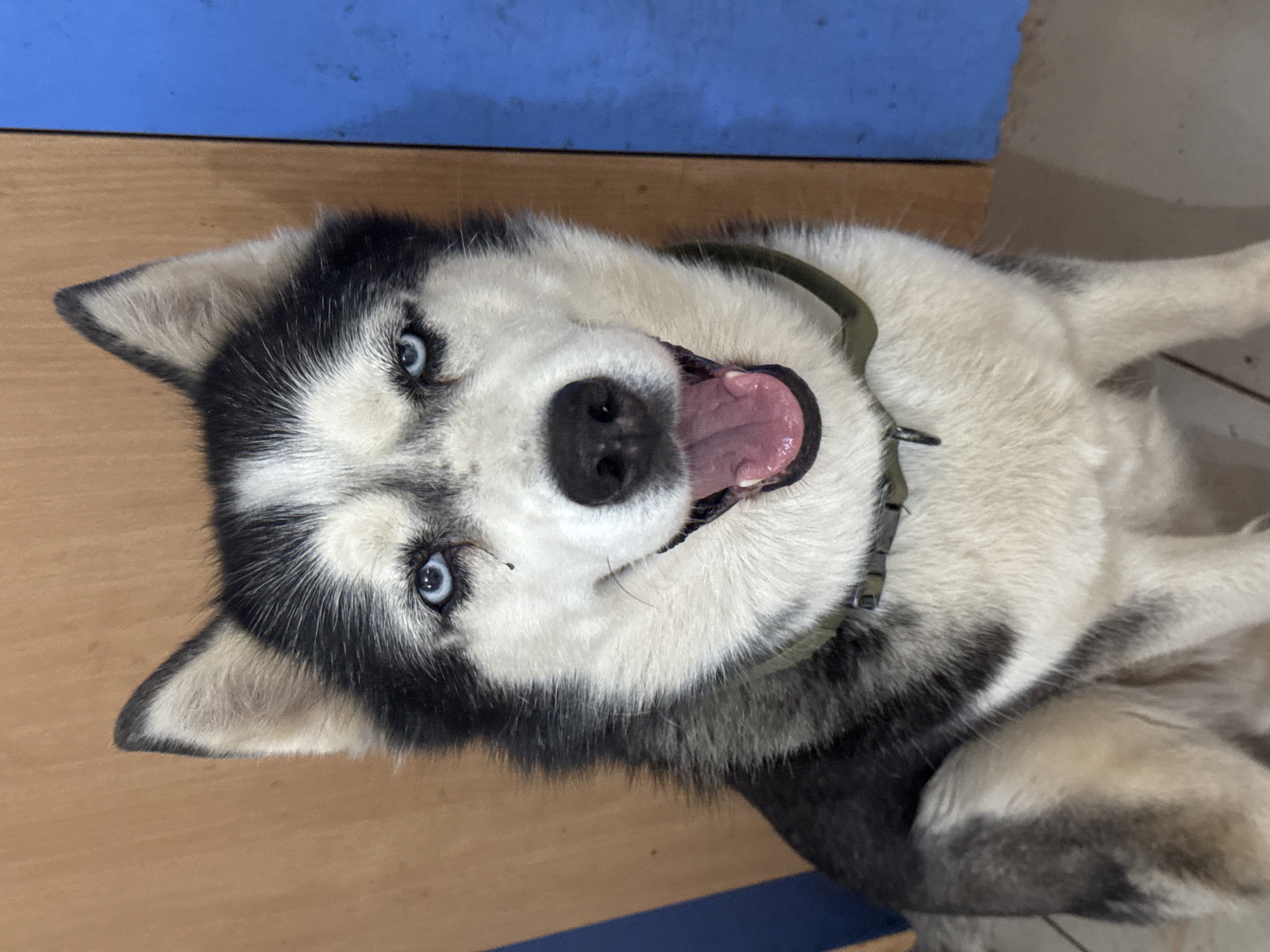 Dogs interact with residents in Rusalevka, Russia morning