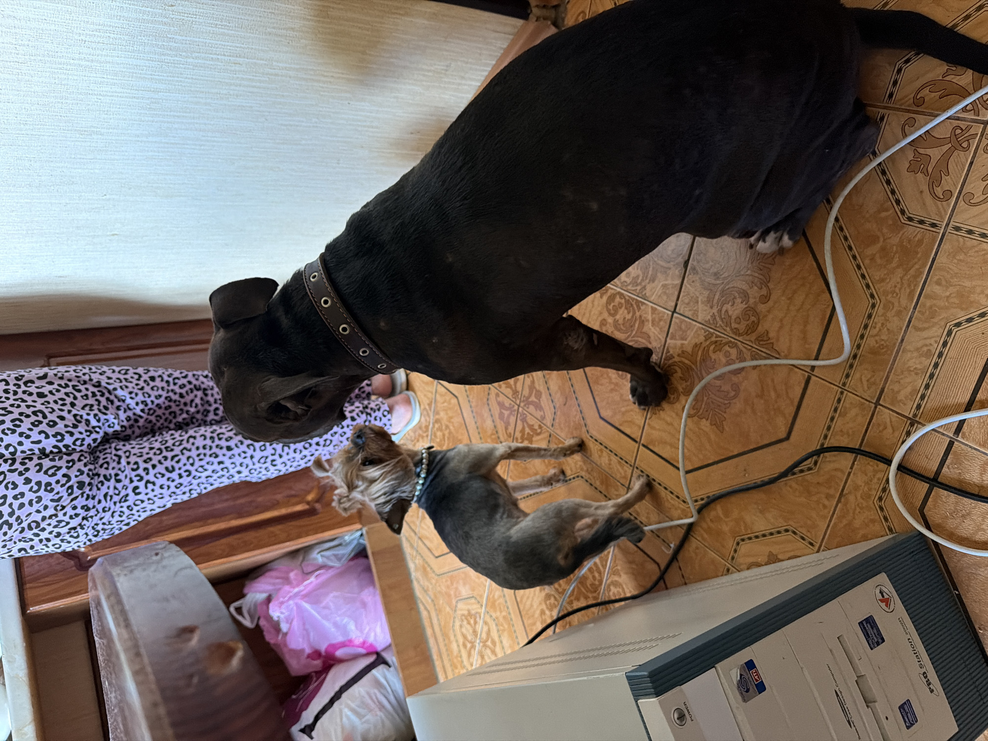 Lazy afternoon at a Kraskovo home, dogs and all