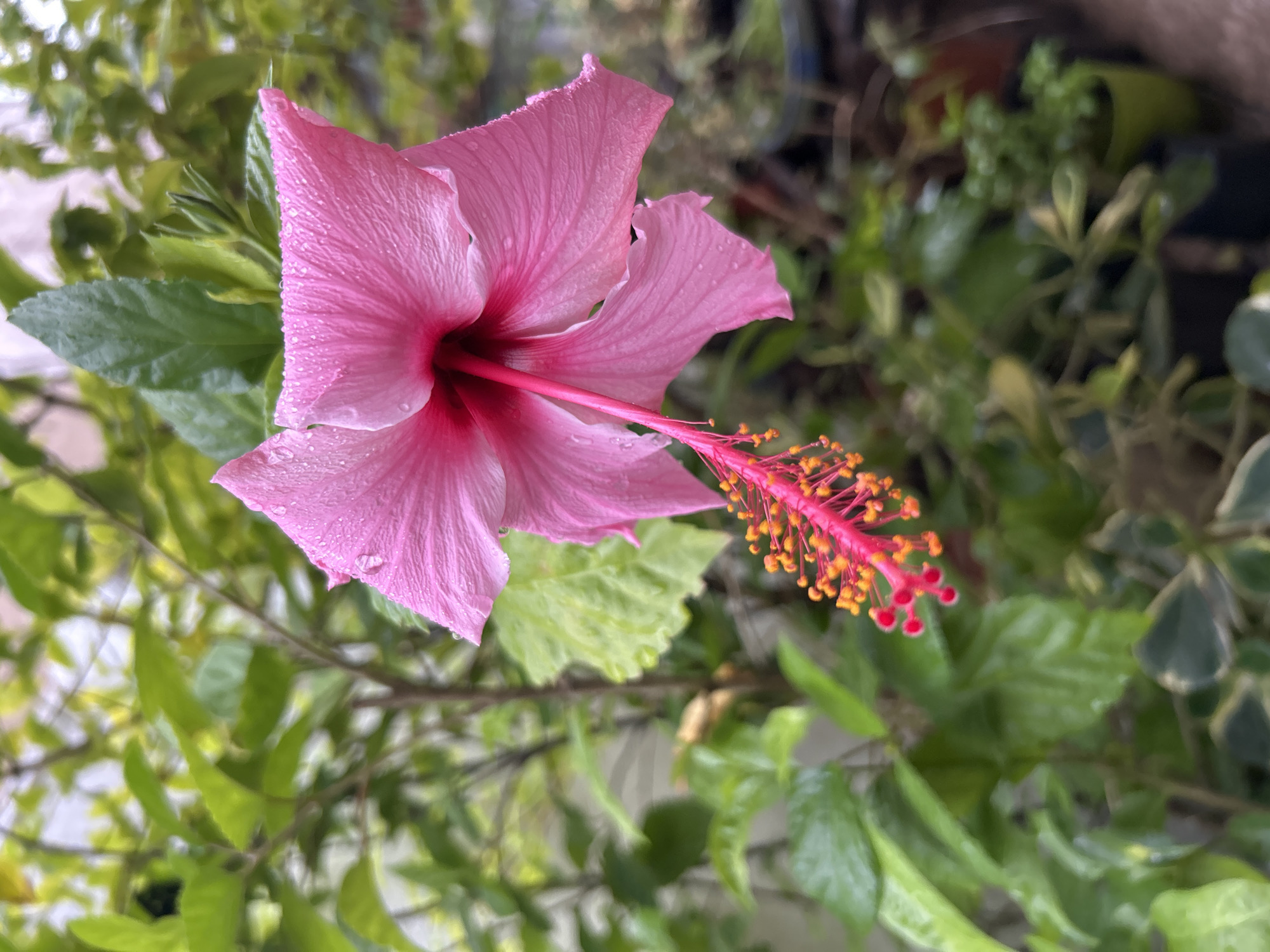 Wet Pink Hibiscus Flower Spotted in Buenos Aires