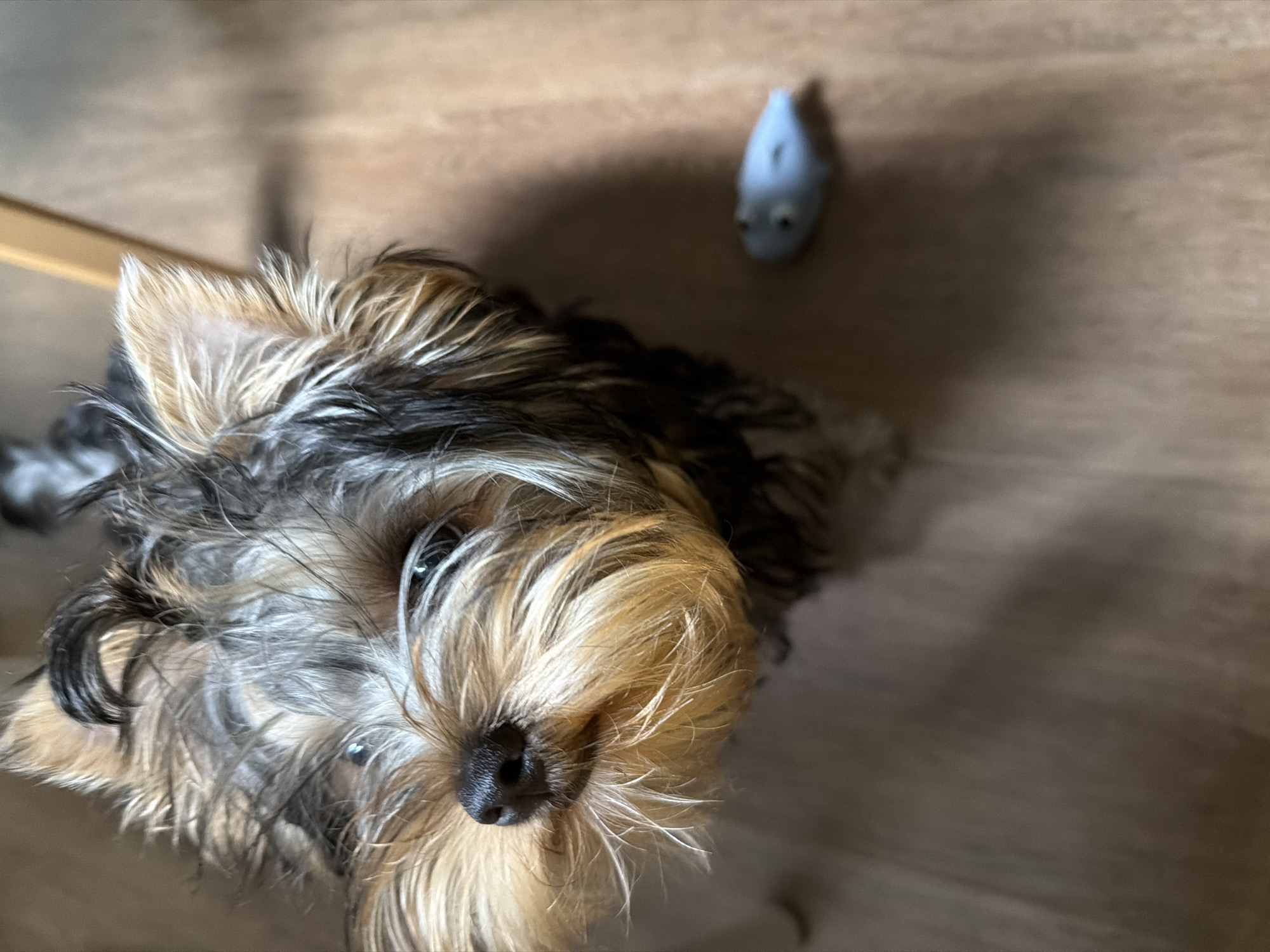 Yorkshire Terrier puppy on a wooden floor in Krasnoyarsk