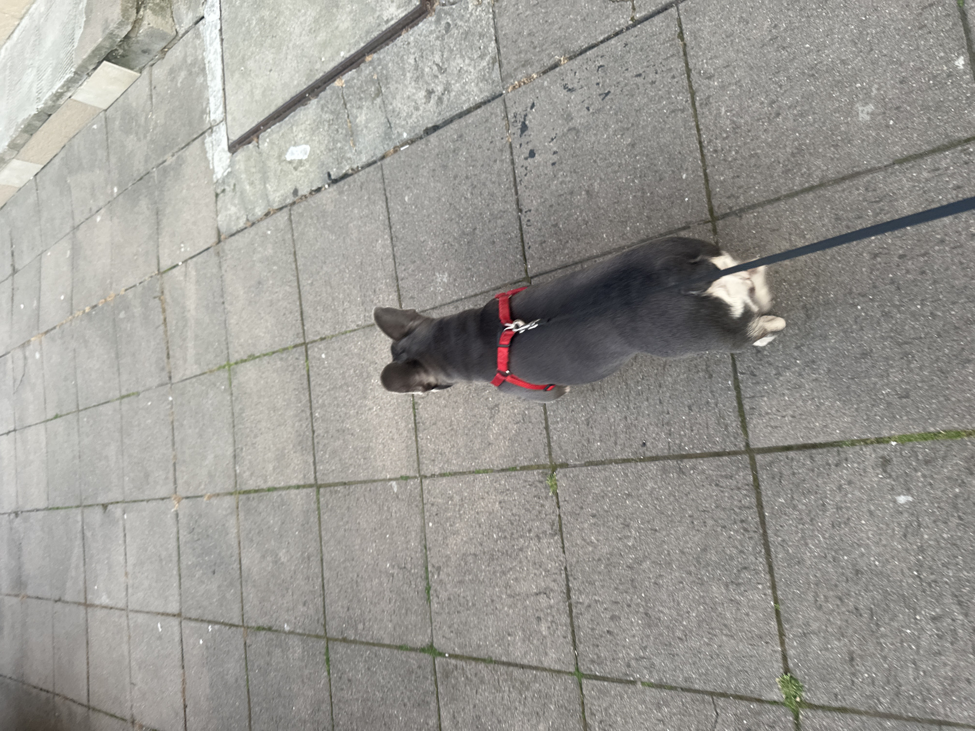 French Bulldog's Daily Life Documented Over Two Hours