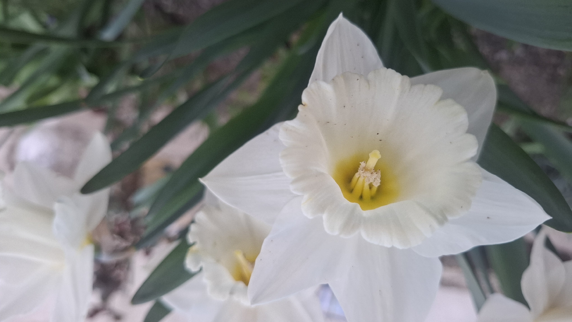 Spring garden moments captured in Rakita, Bulgaria