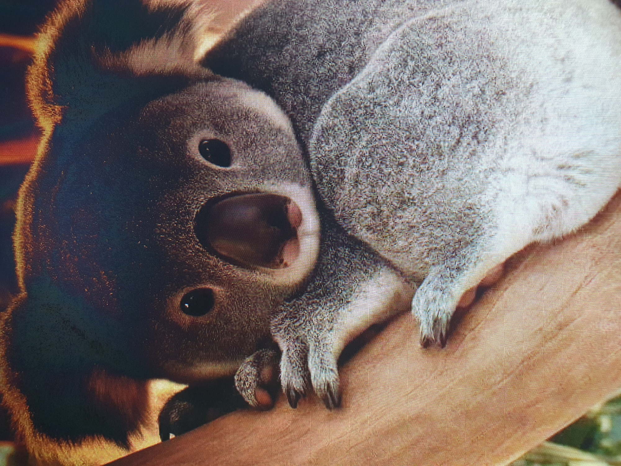 Mixed bag of wildlife, pebble close-ups, and Roblox screenshots
