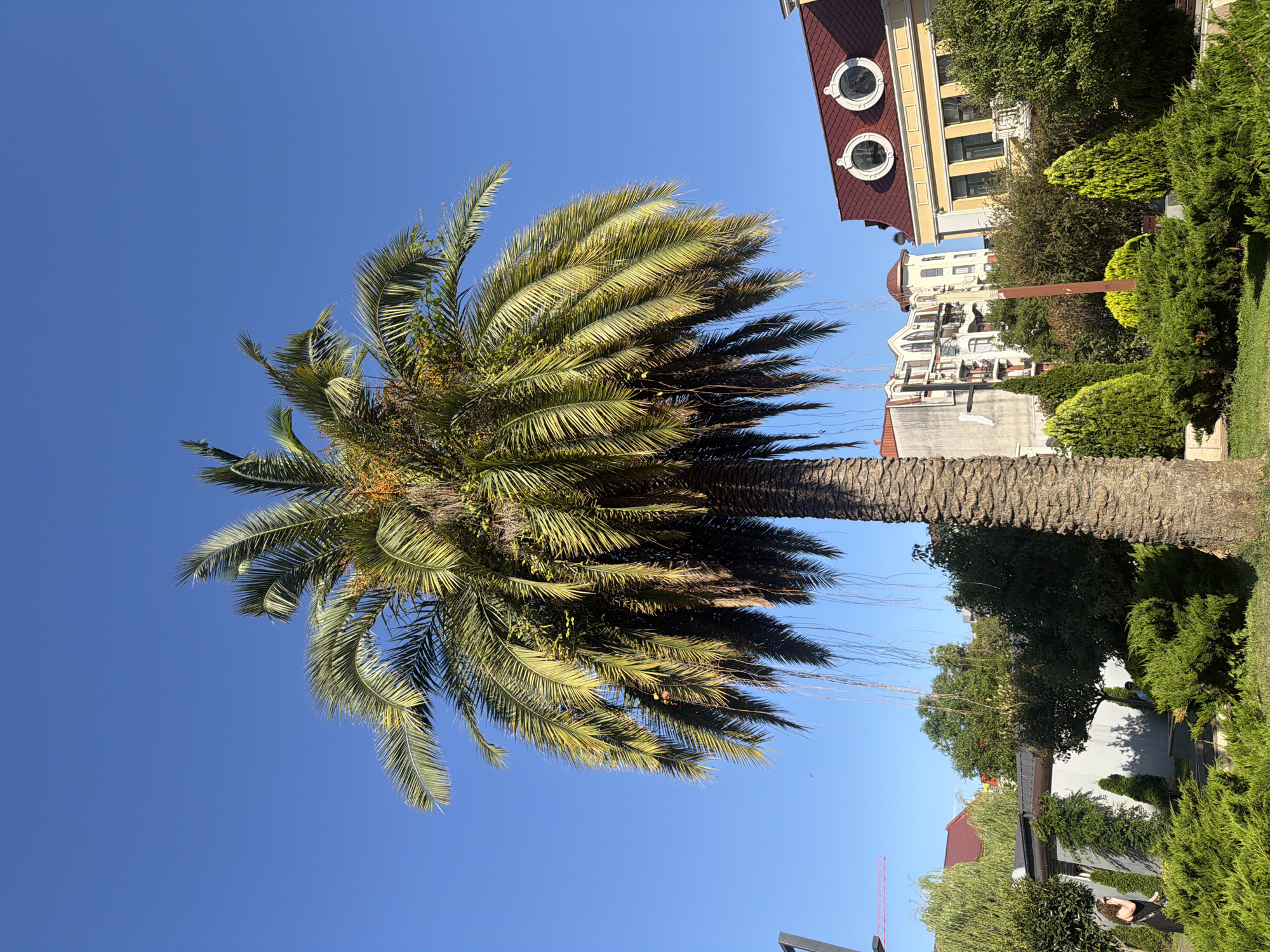Palm tree and passing bird under Batumi's blue summer sky