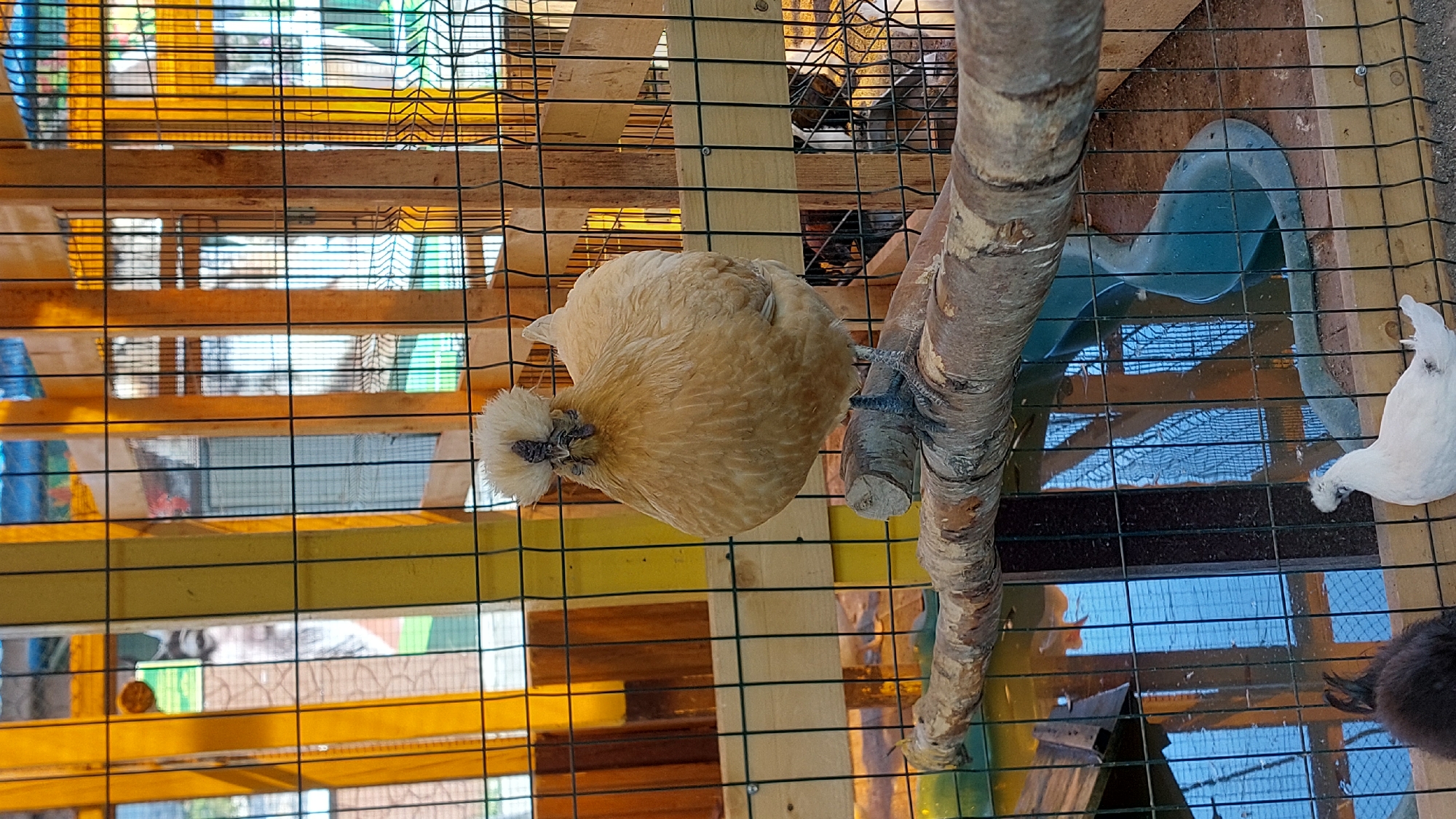Chickens, raptors, and geese at a Yelizovo bird setup