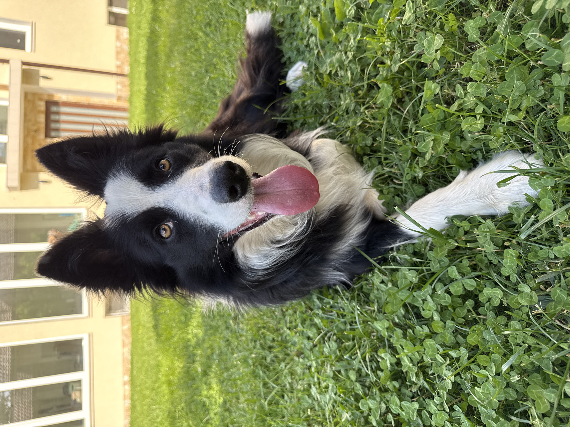 Border Collie enjoys playful moment in Bulgarian grass