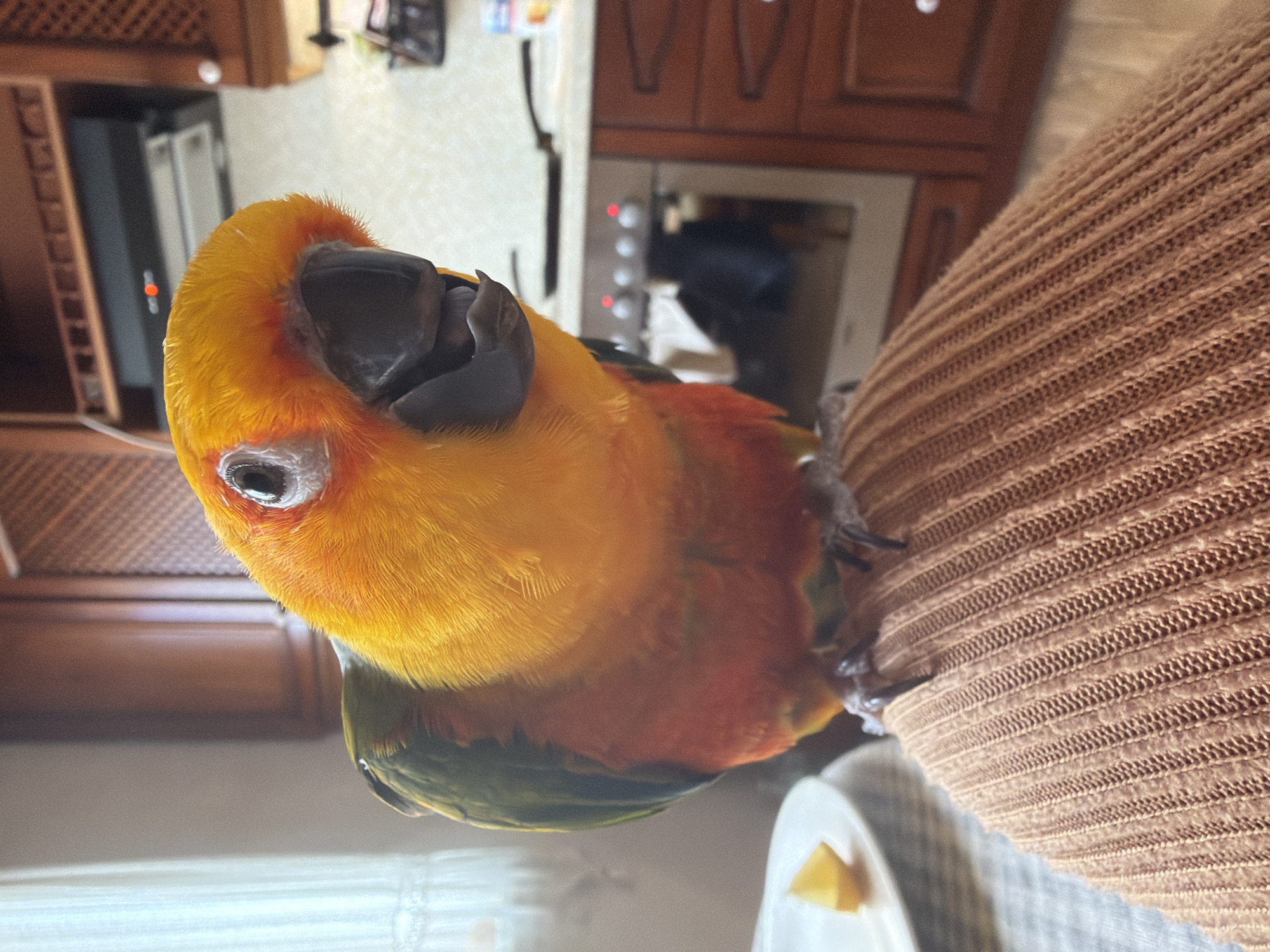 Sun Conure parrot feeds on lemon in Khimki