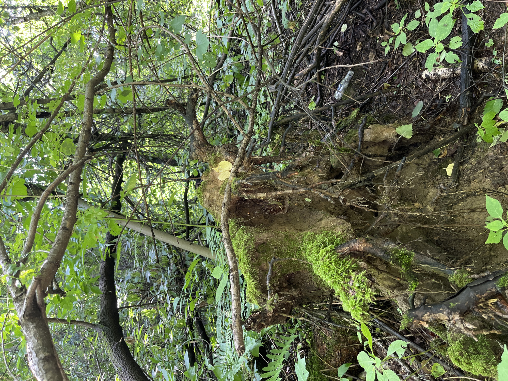 Summer stroll through Balashikha's forests and residential fringes